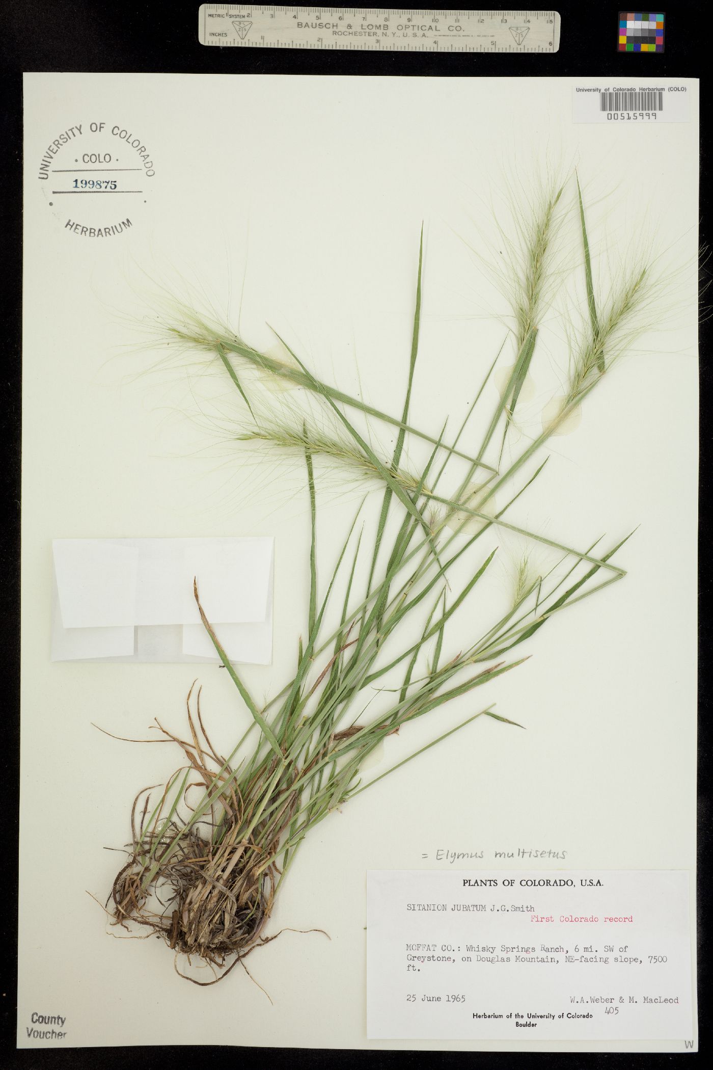 Elymus multisetus image