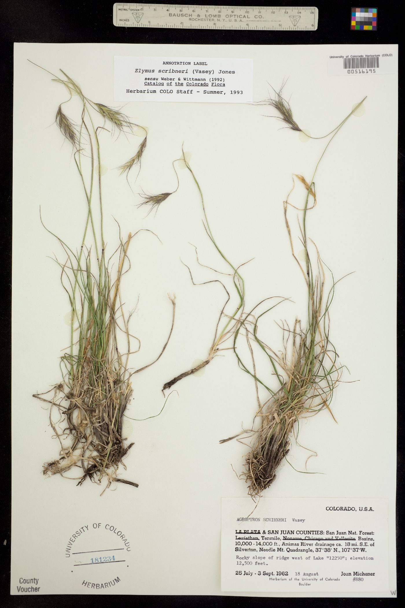 Elymus image