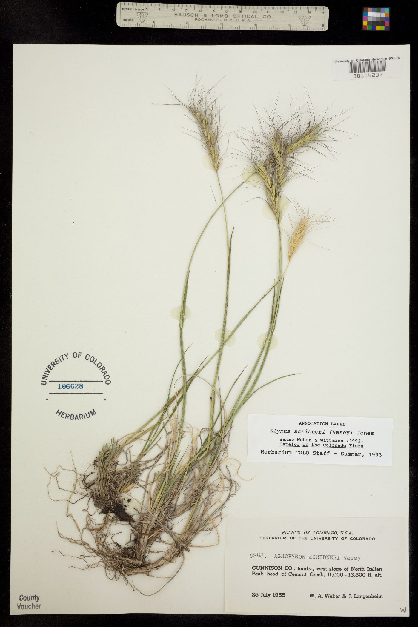 Elymus scribneri image
