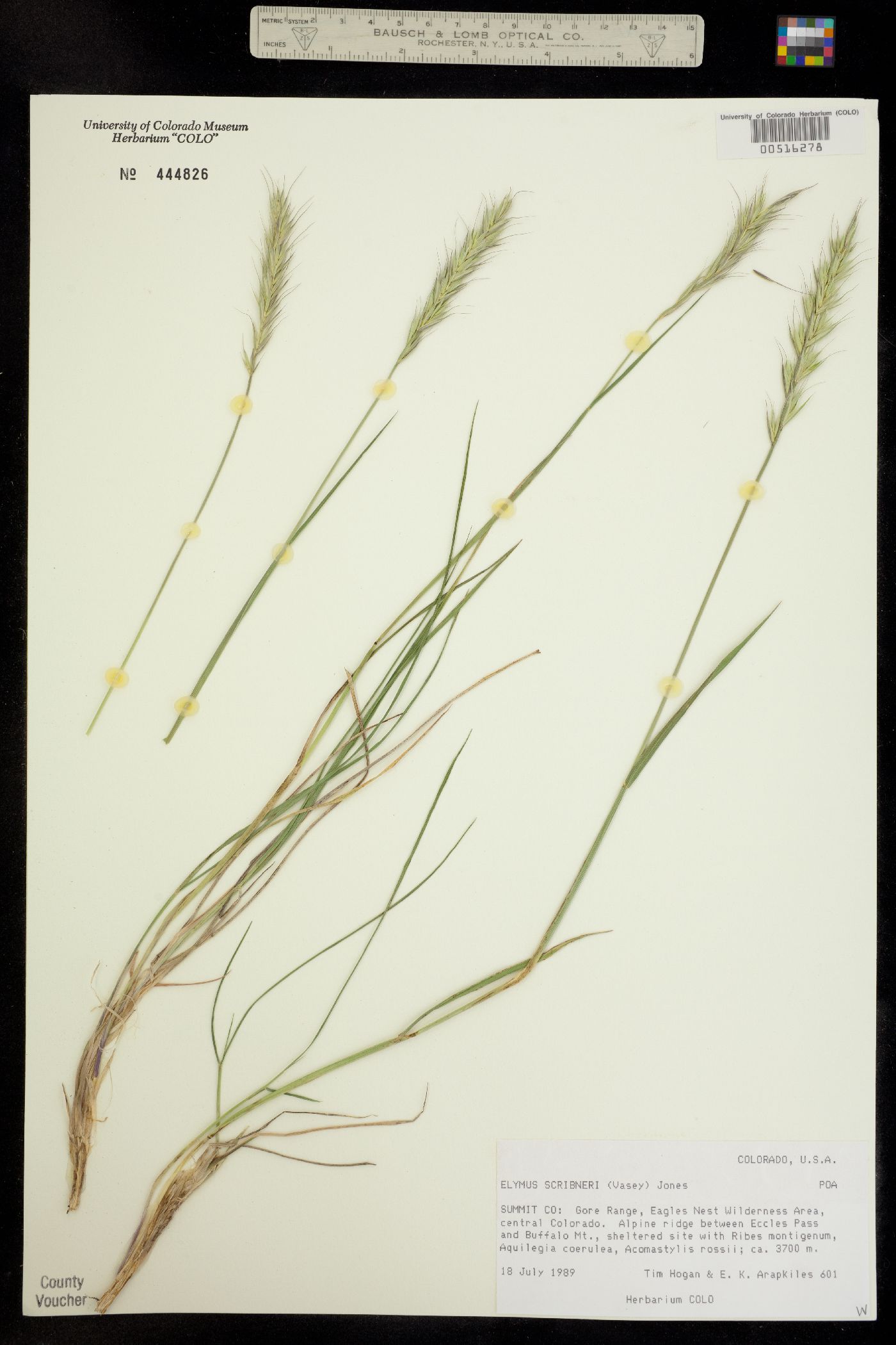 Elymus scribneri image