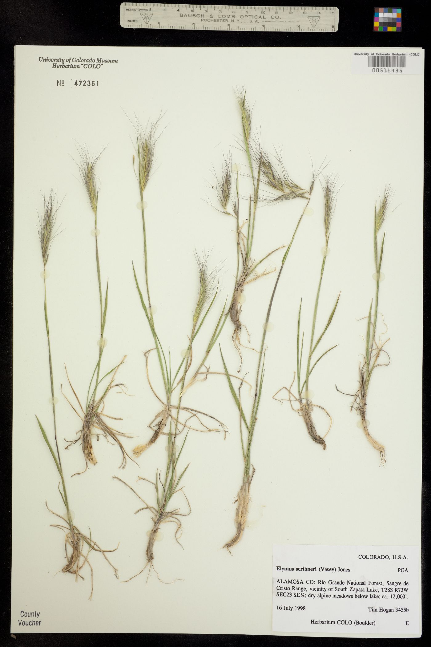 Elymus scribneri image