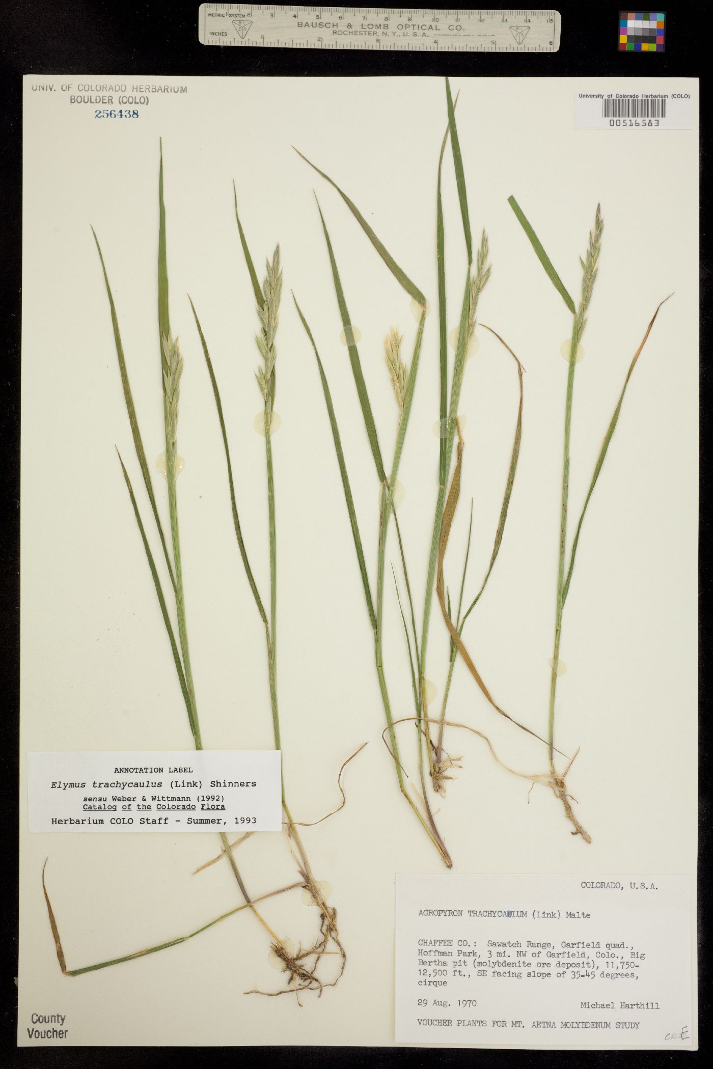 Elymus trachycaulus image