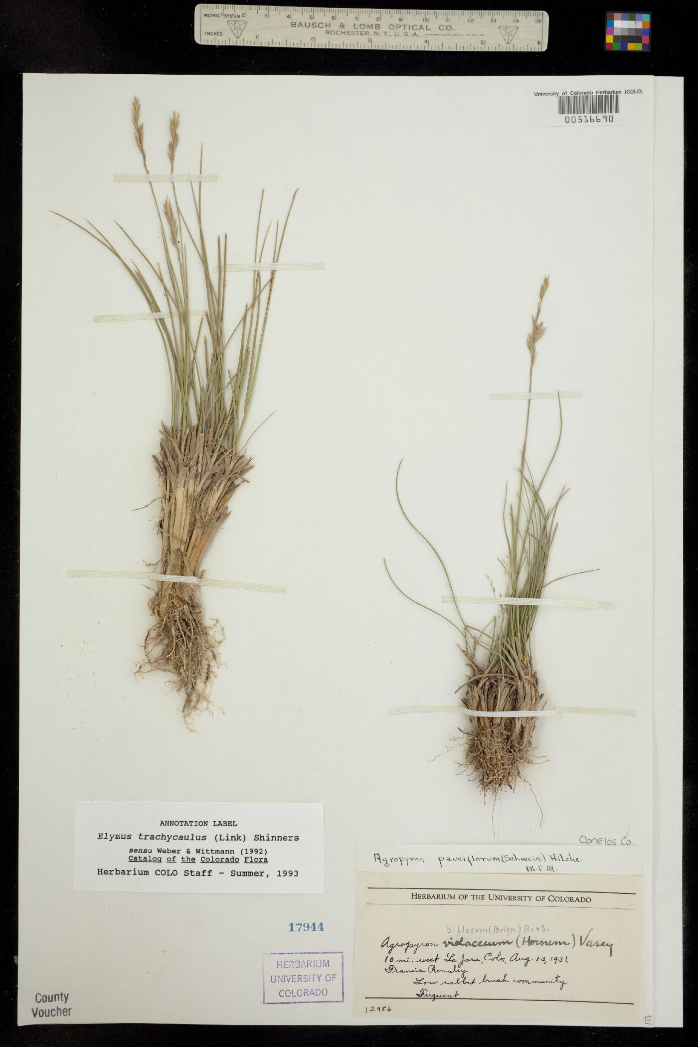 Elymus image