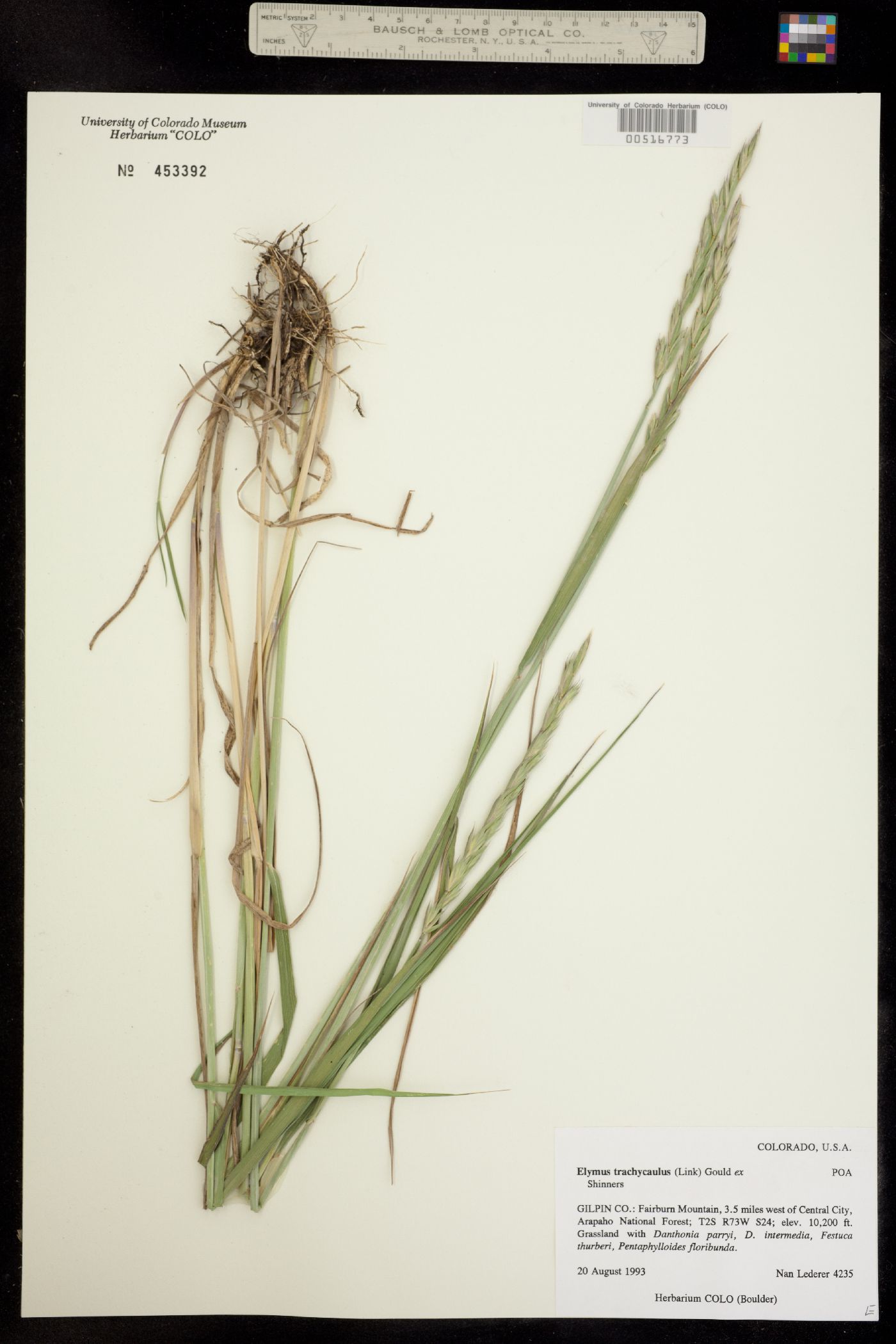 Elymus trachycaulus image