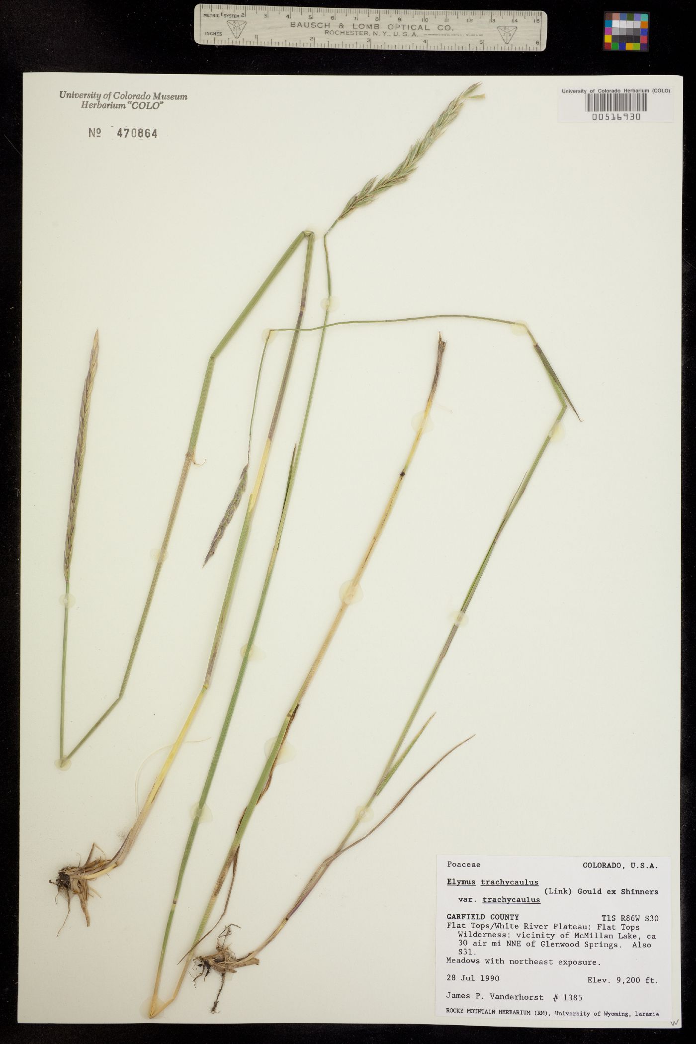 Elymus trachycaulus ssp. trachycaulus image