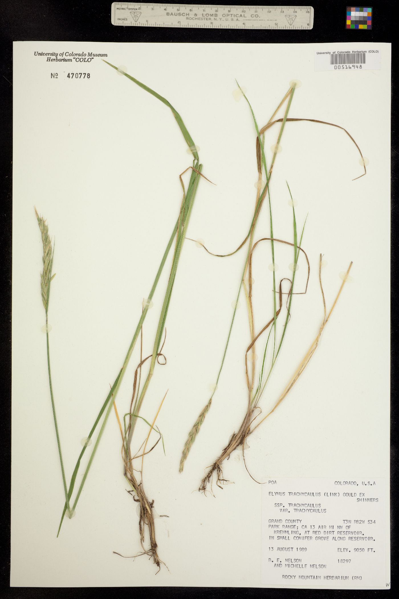 Elymus trachycaulus ssp. trachycaulus image