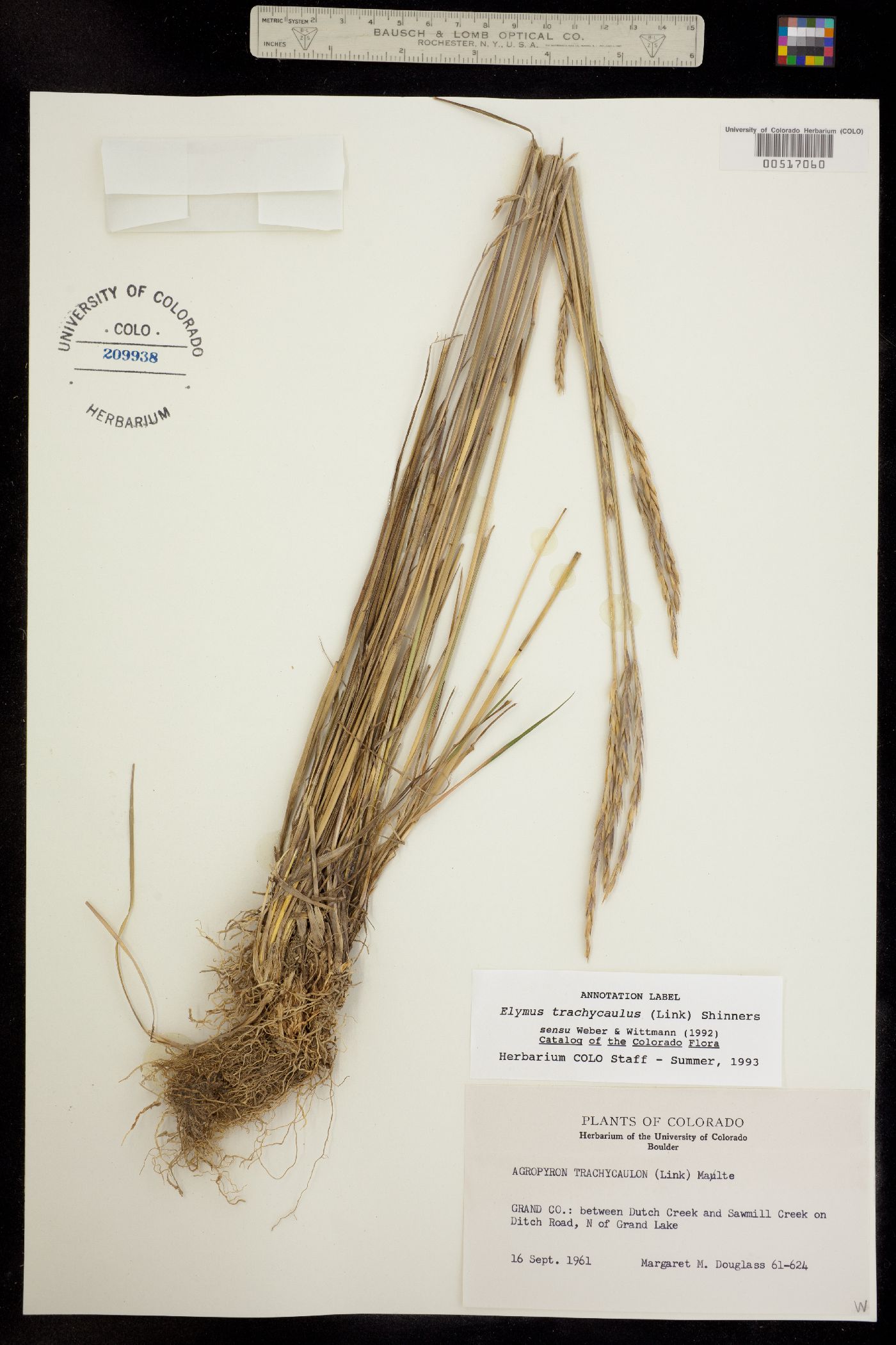 Elymus trachycaulus image