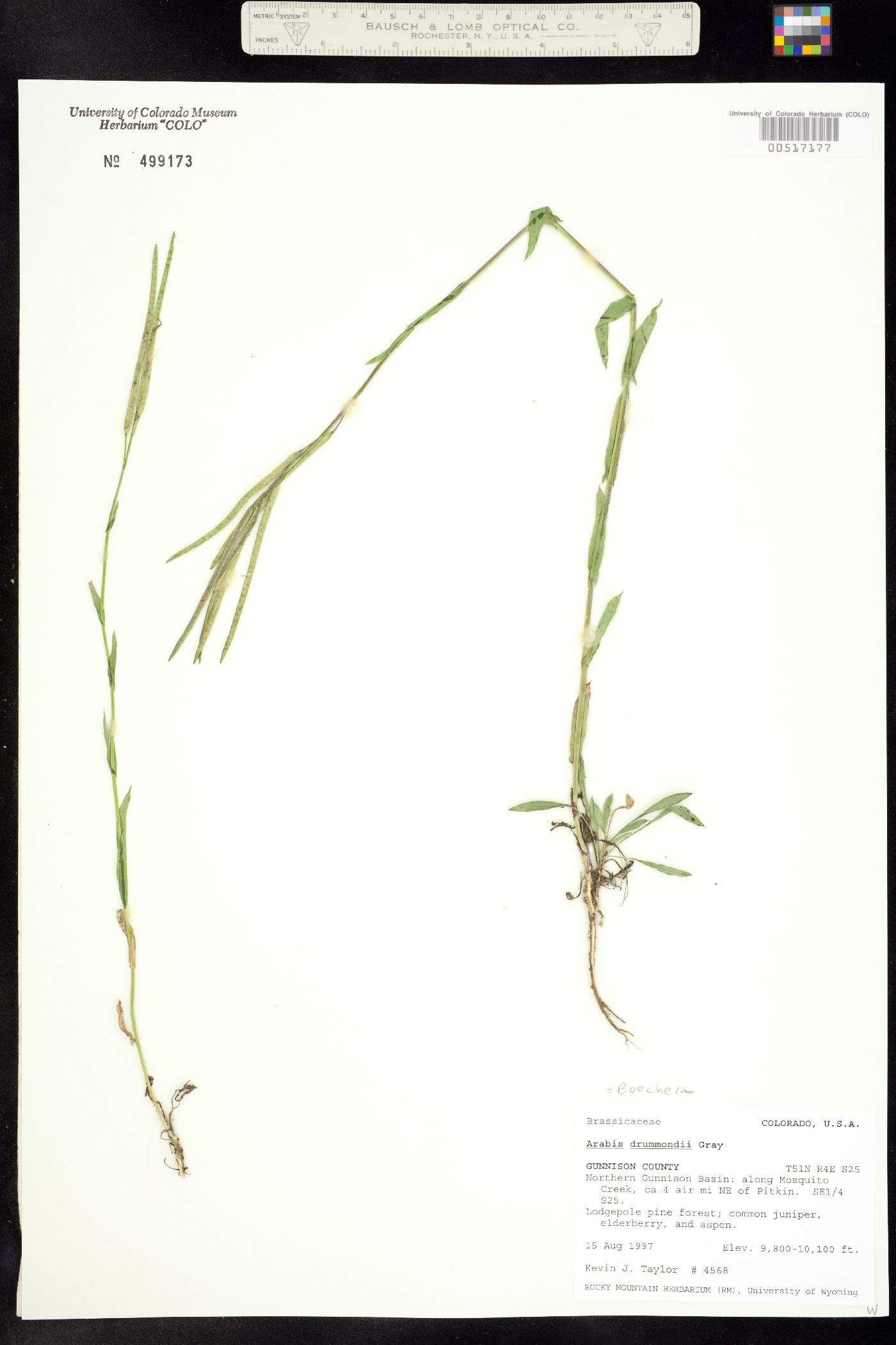 Boechera stricta image