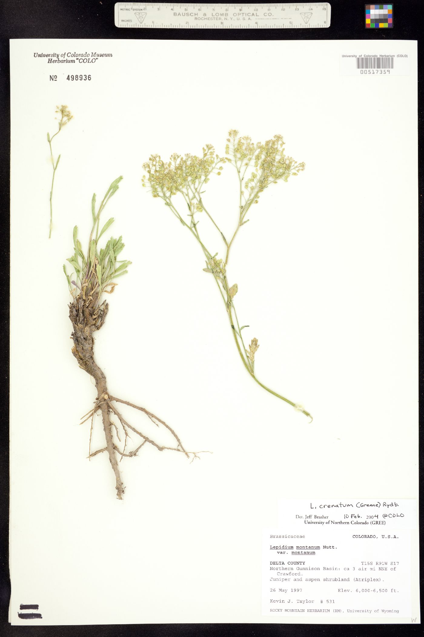 Lepidium crenatum image