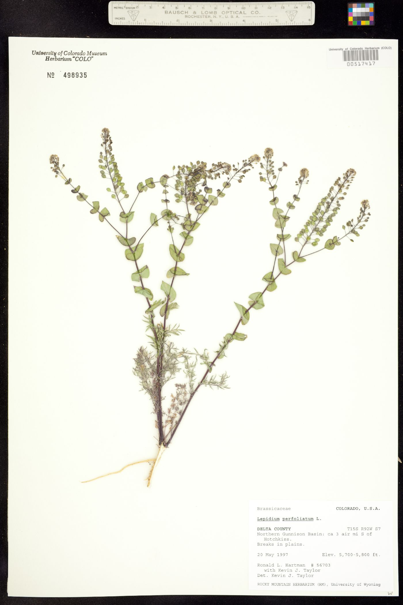 Lepidium perfoliatum image