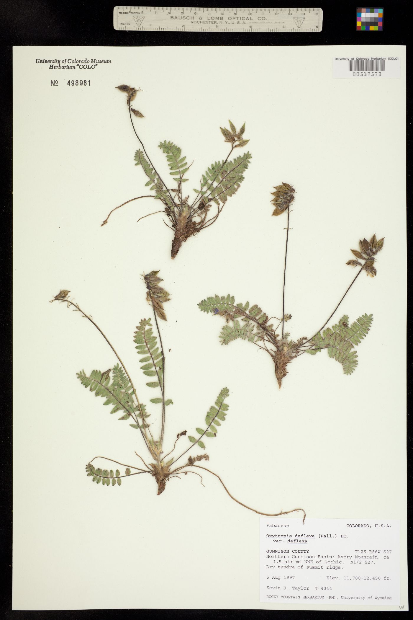 Oxytropis deflexa ssp. deflexa image