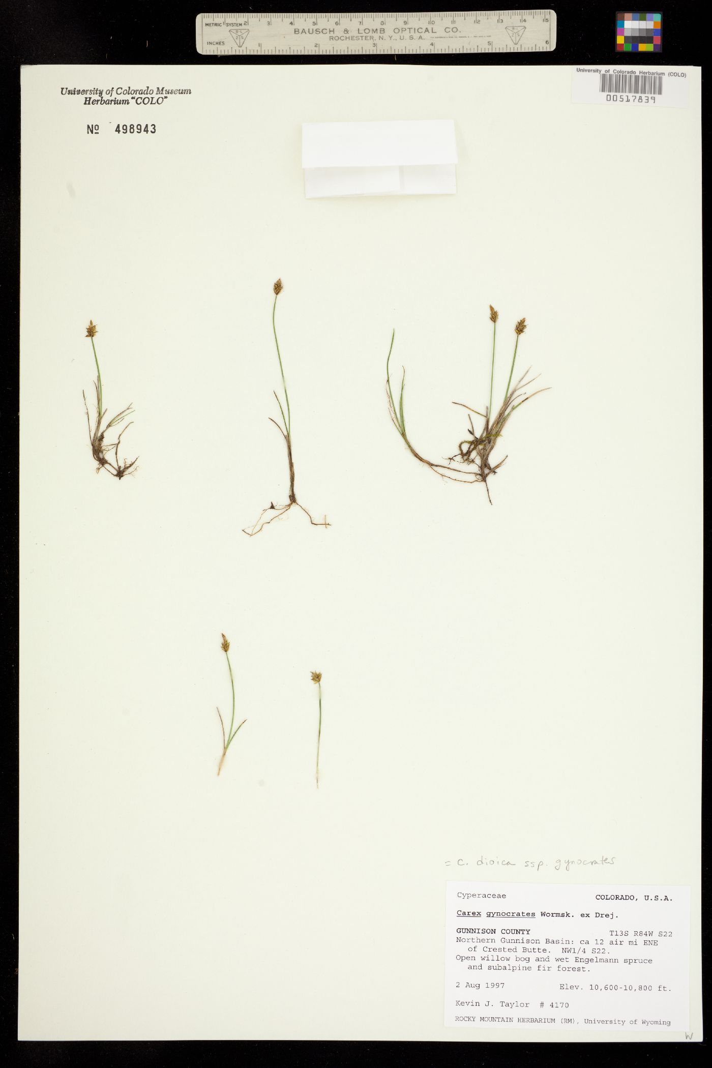 Carex dioica image