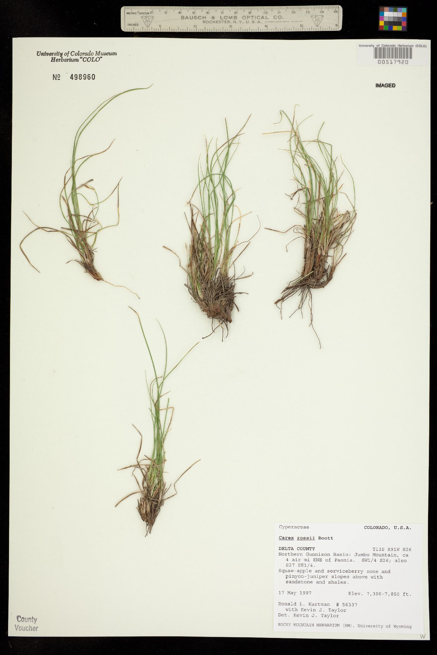 Carex rossii image