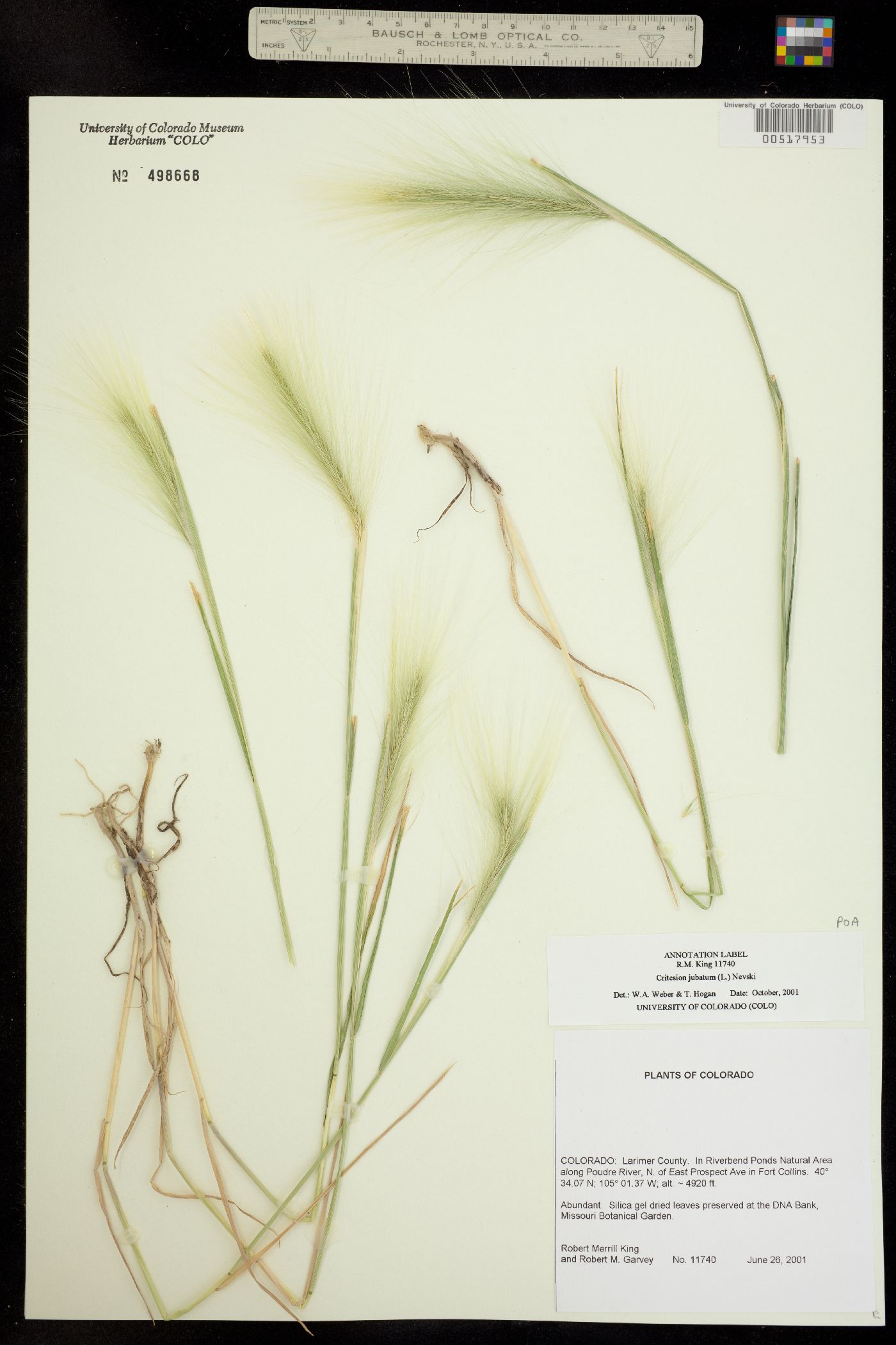Hordeum jubatum image