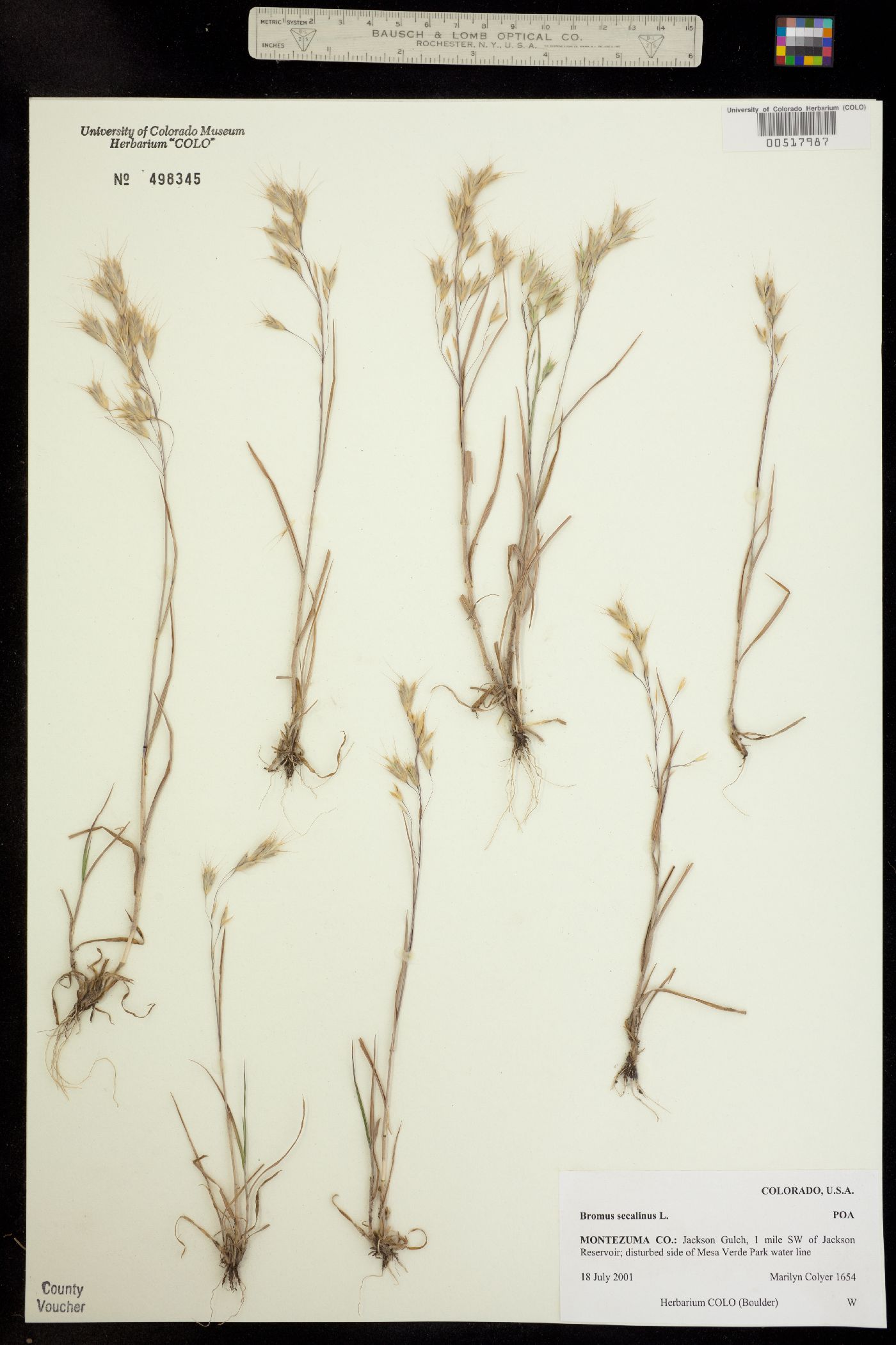 Bromus secalinus image