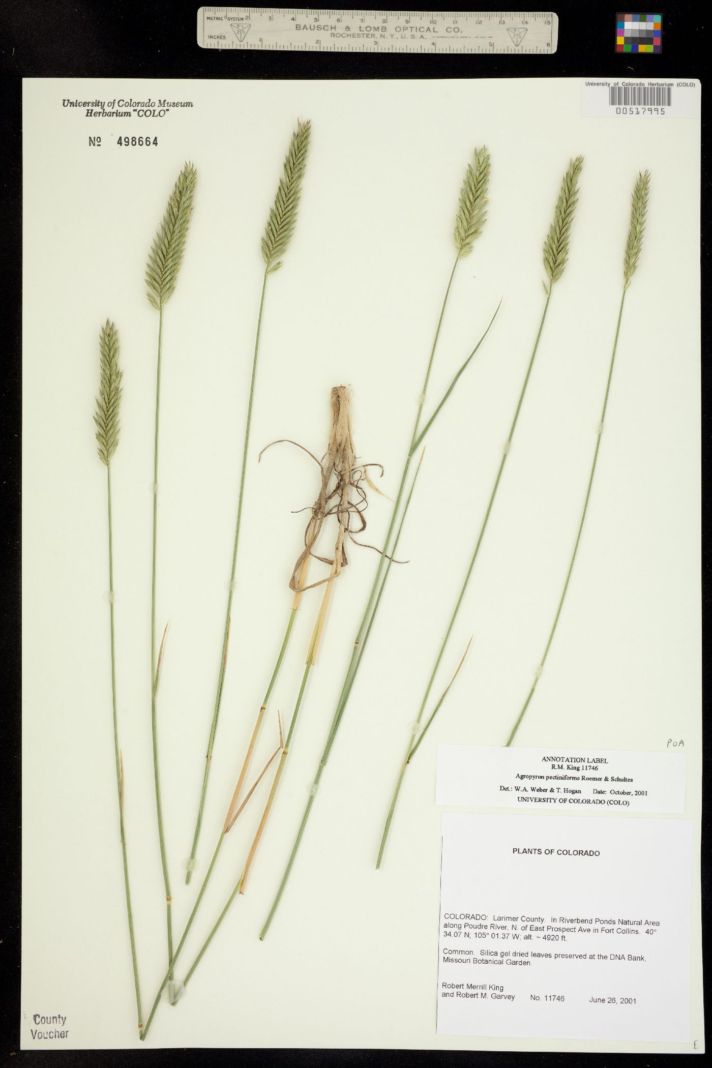 Agropyron pectiniforme image