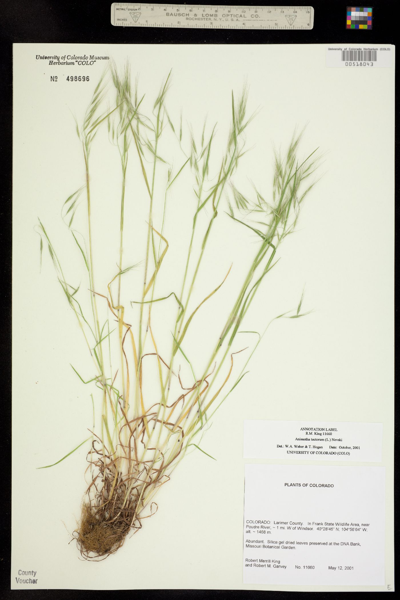 Bromus tectorum image