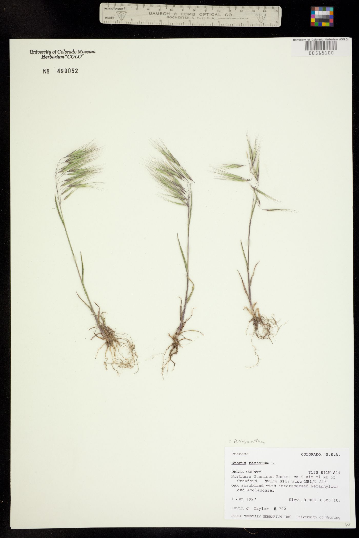 Bromus tectorum image