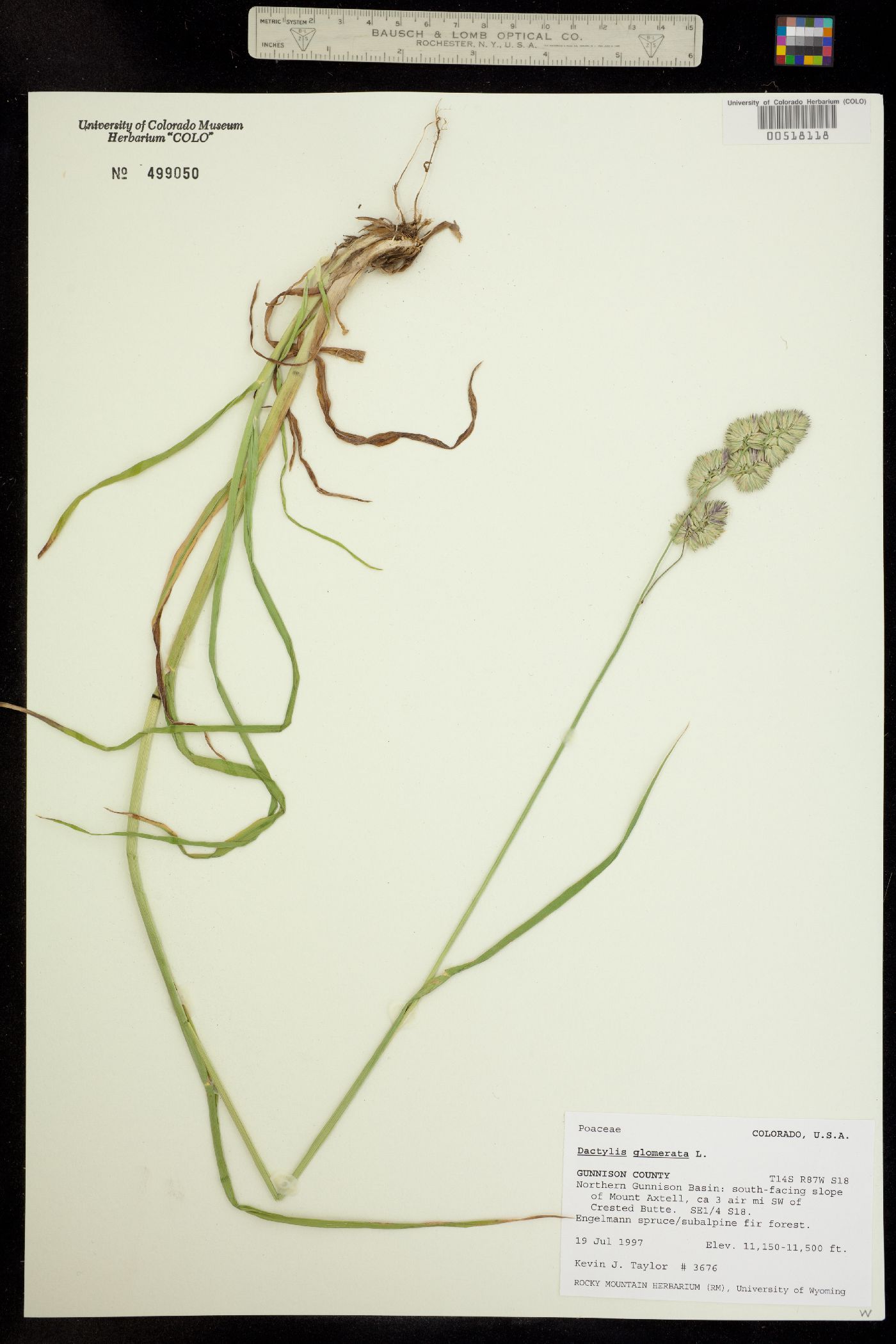 Dactylis glomerata image