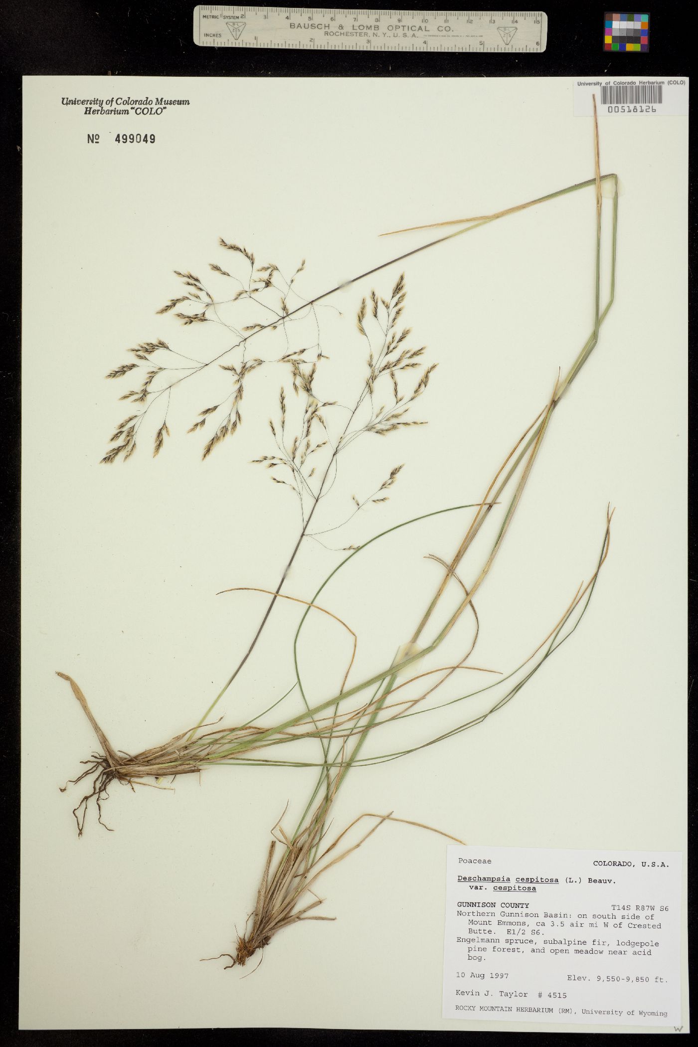 Deschampsia cespitosa ssp. cespitosa image