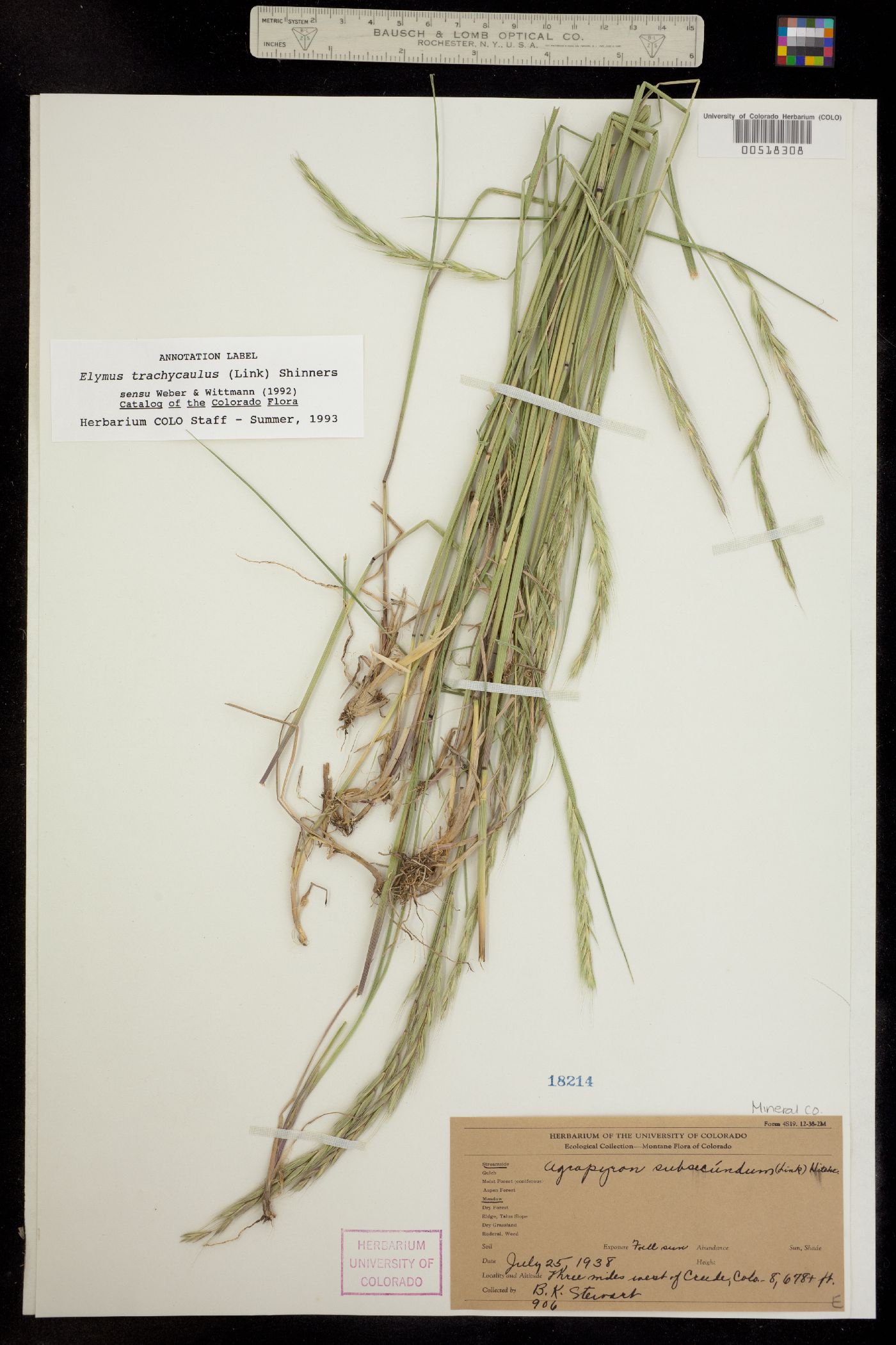 Elymus image