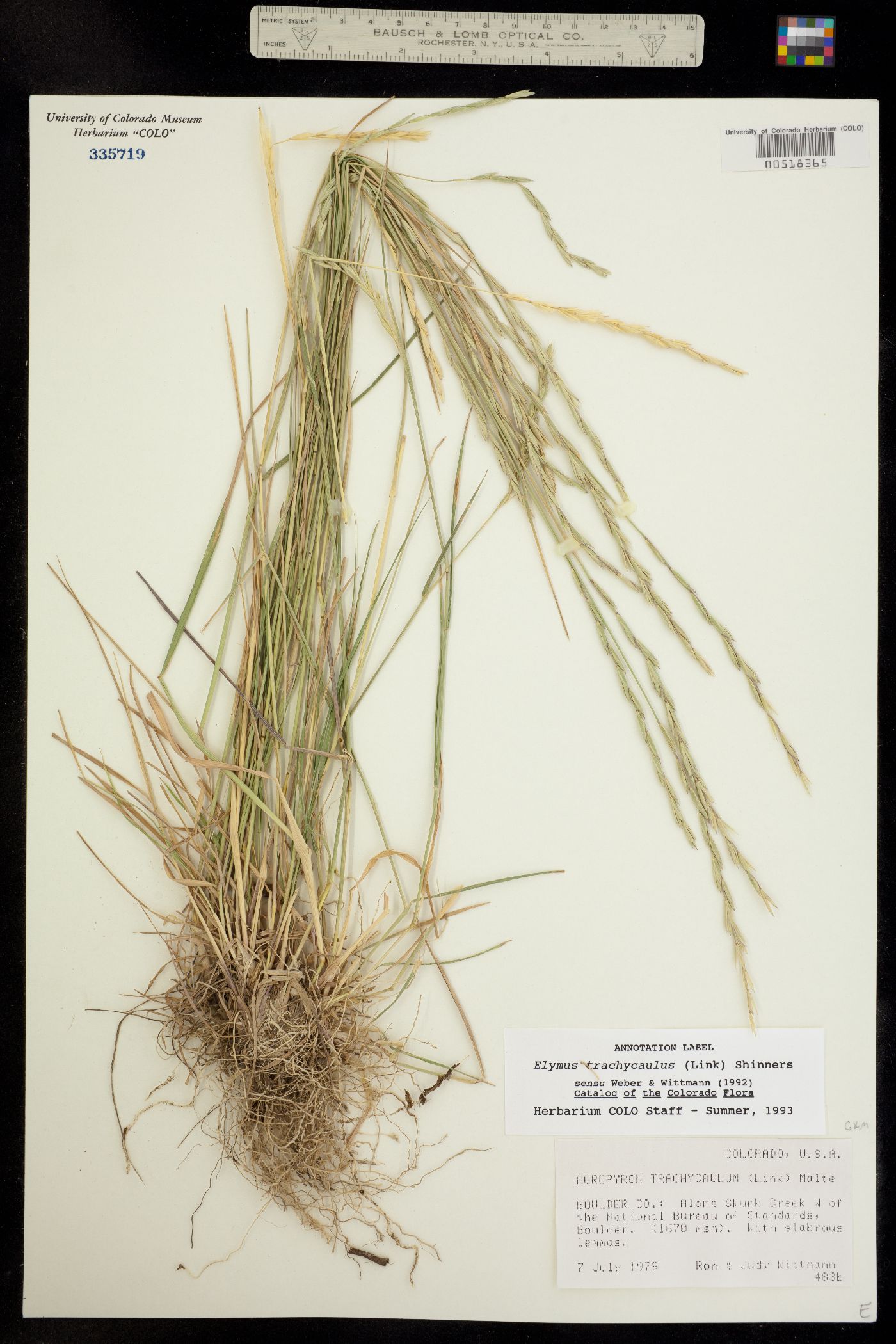 Elymus trachycaulus image
