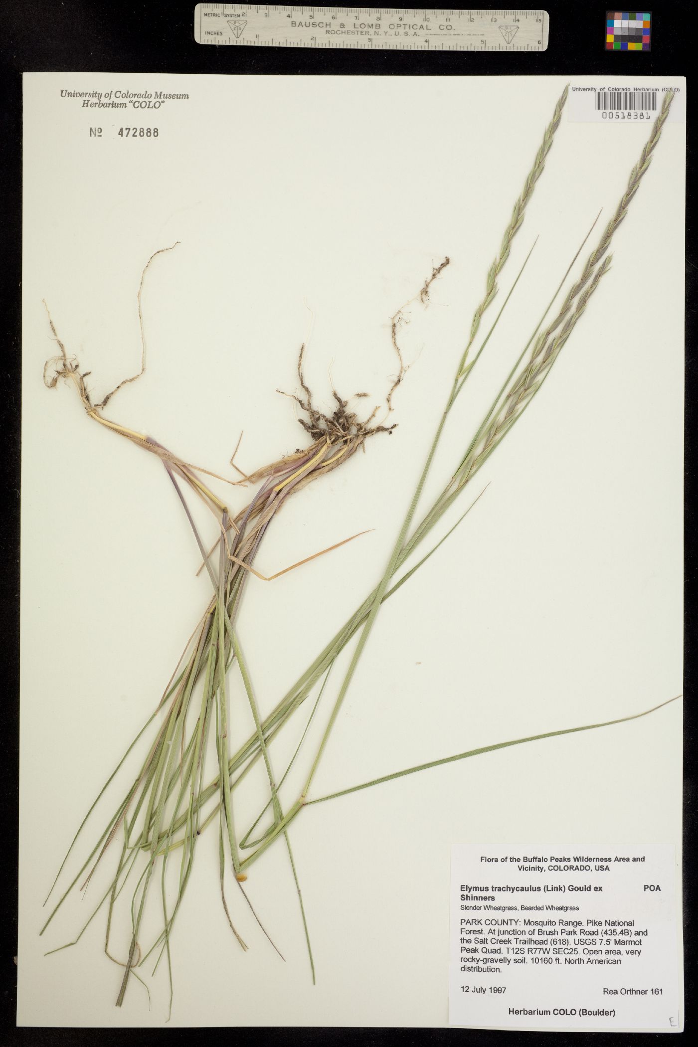 Elymus image