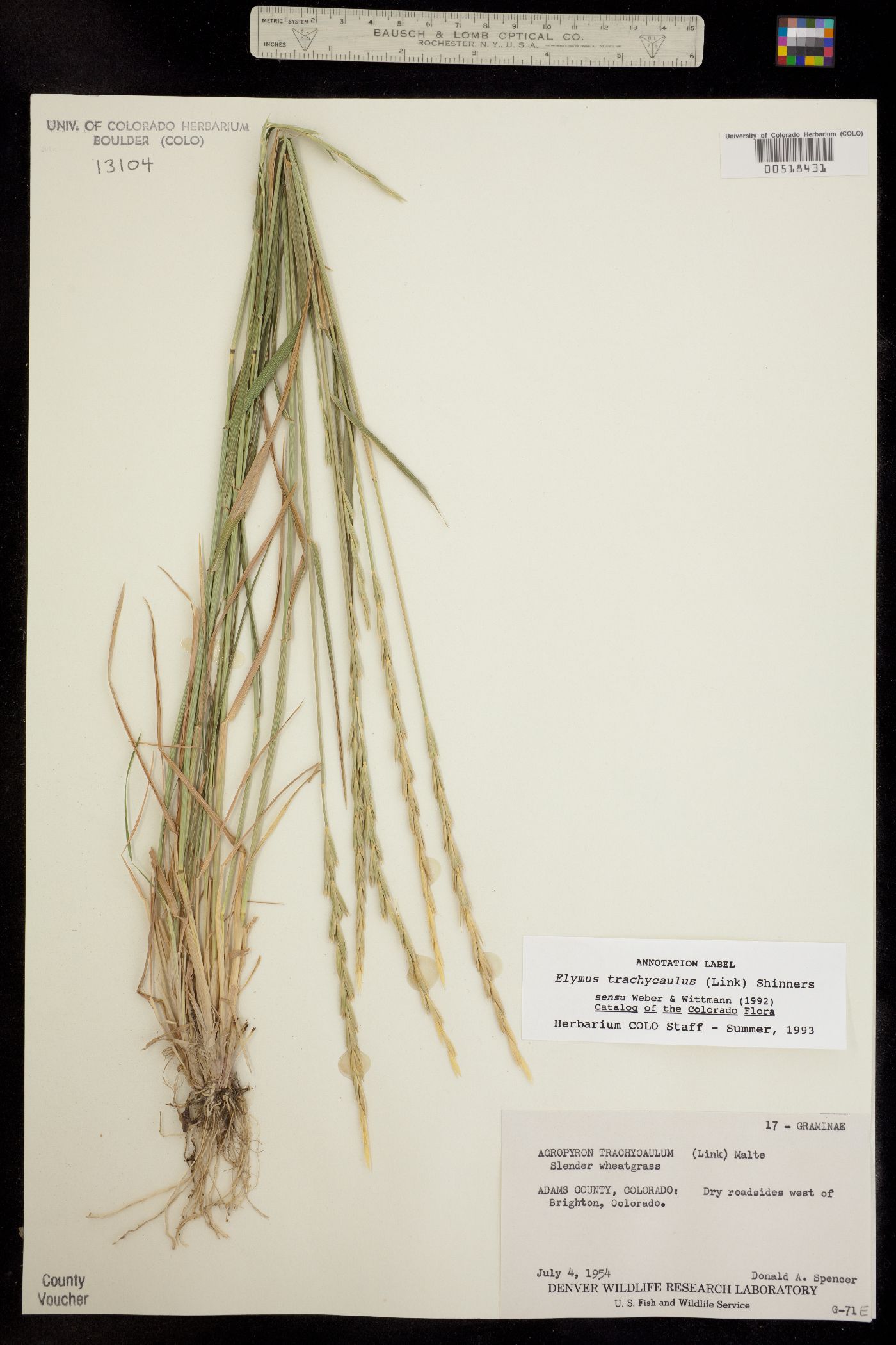 Elymus trachycaulus image