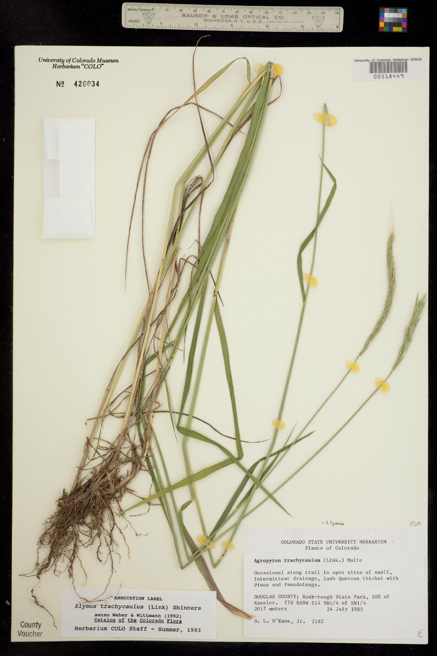 Elymus image