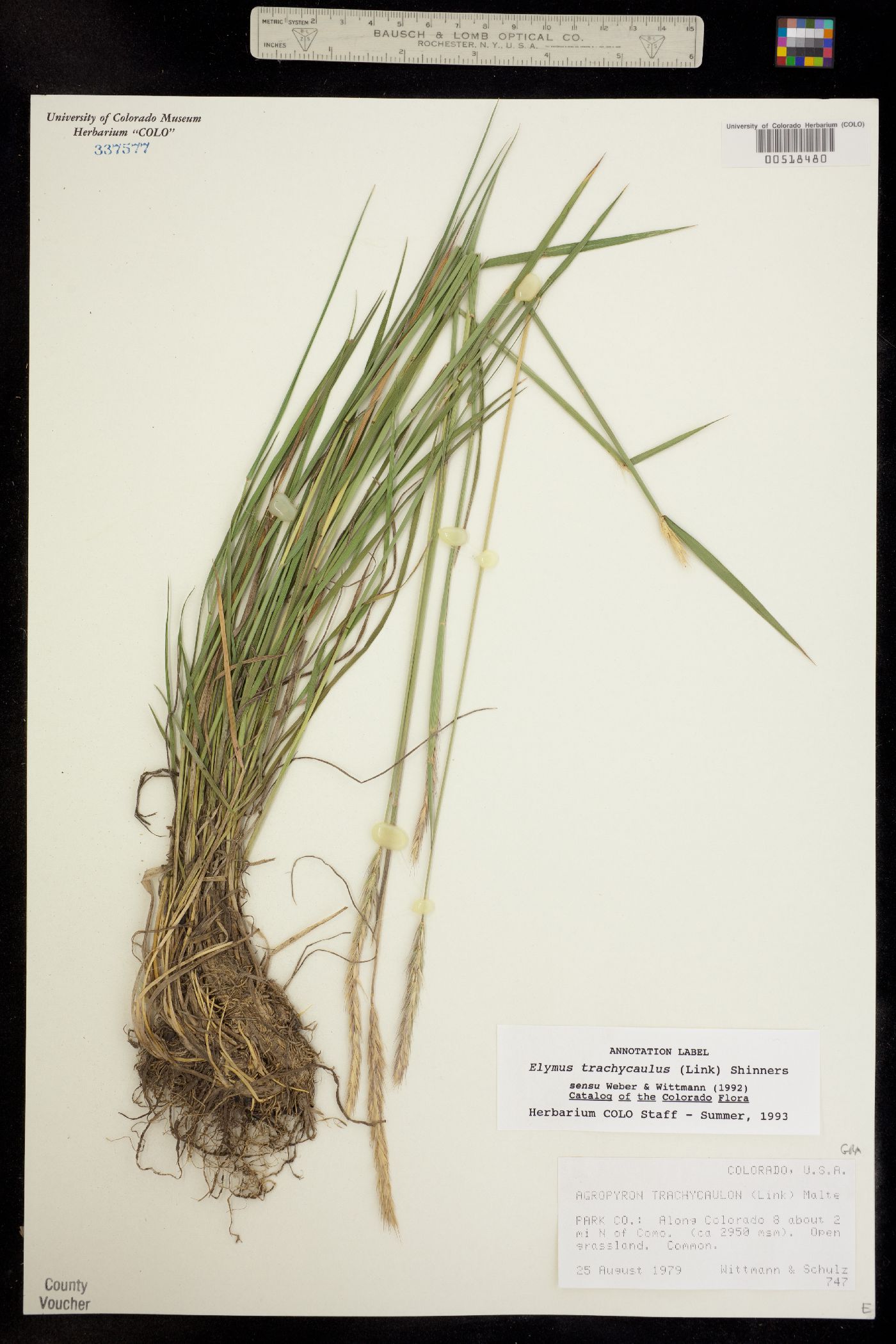 Elymus trachycaulus image