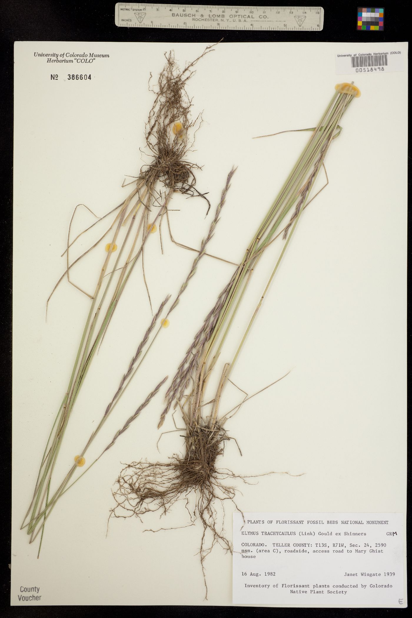 Elymus trachycaulus image