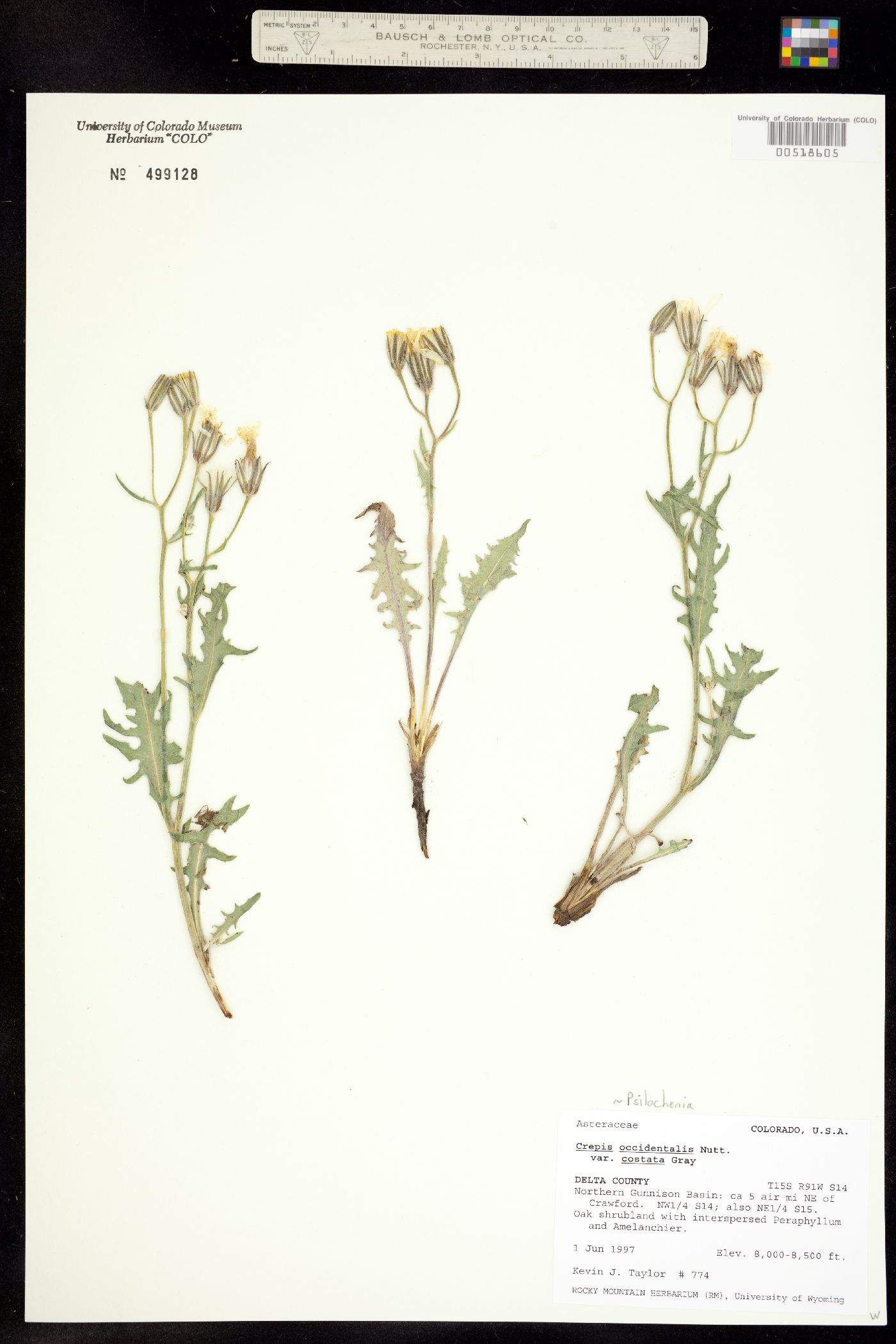 Psilochenia occidentalis ssp. costata image