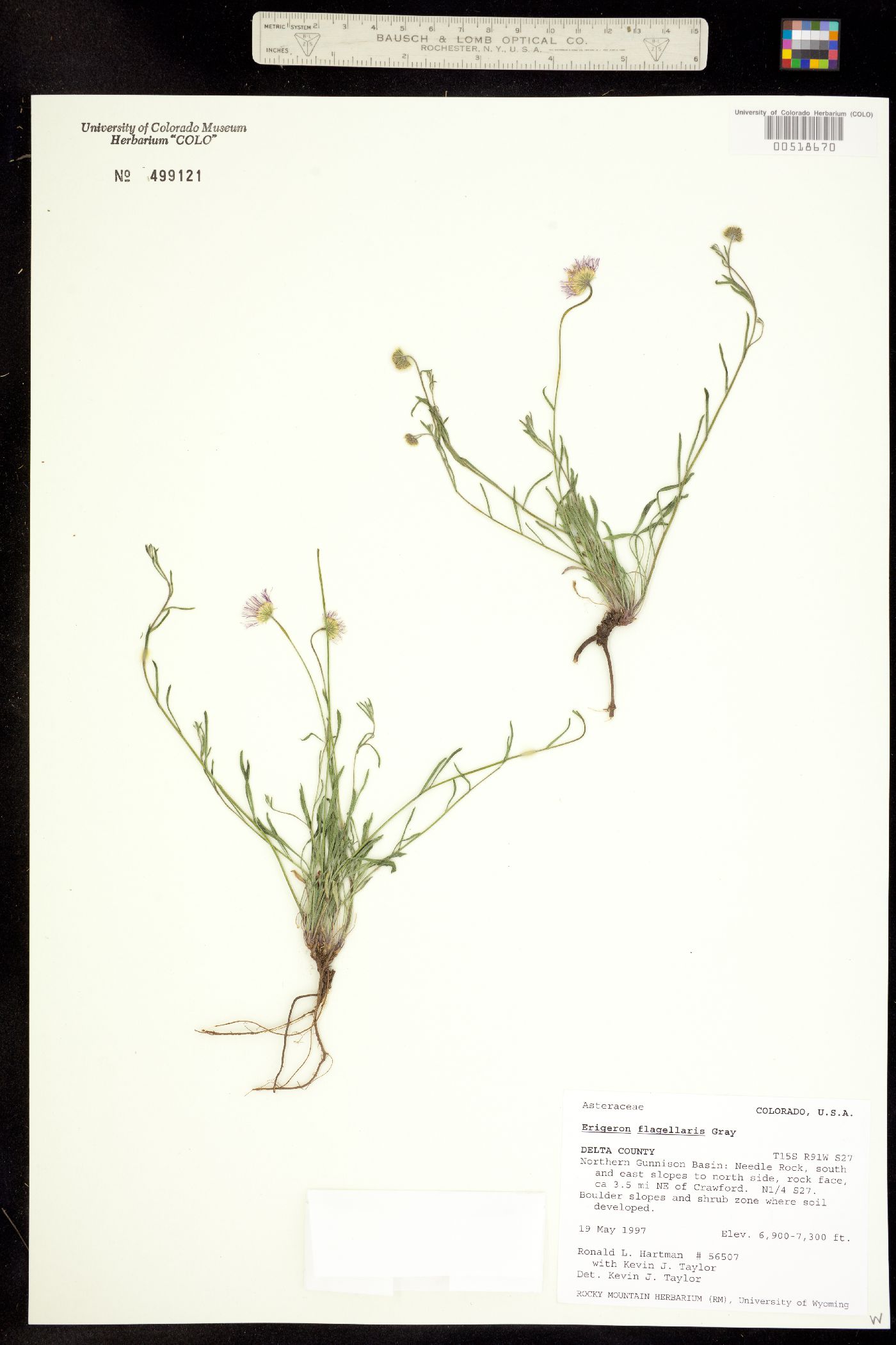 Erigeron flagellaris image