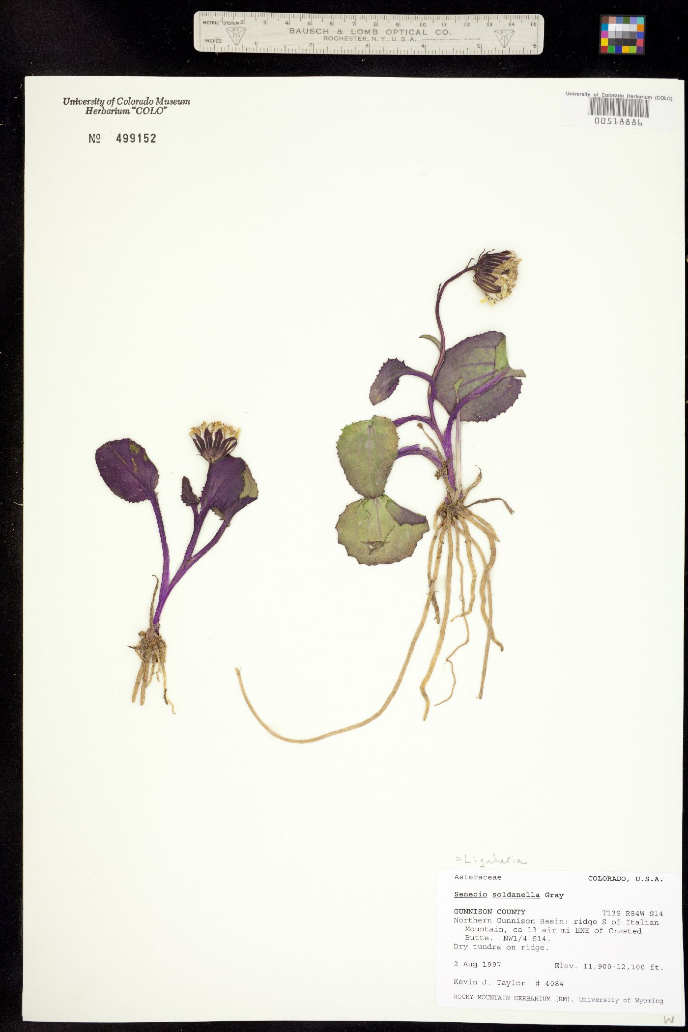 Senecio soldanella image