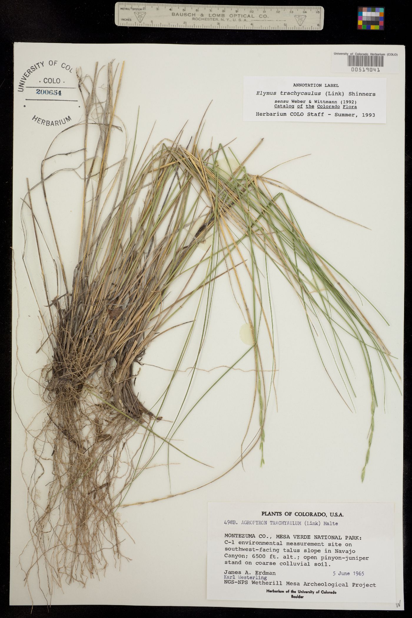 Elymus trachycaulus image