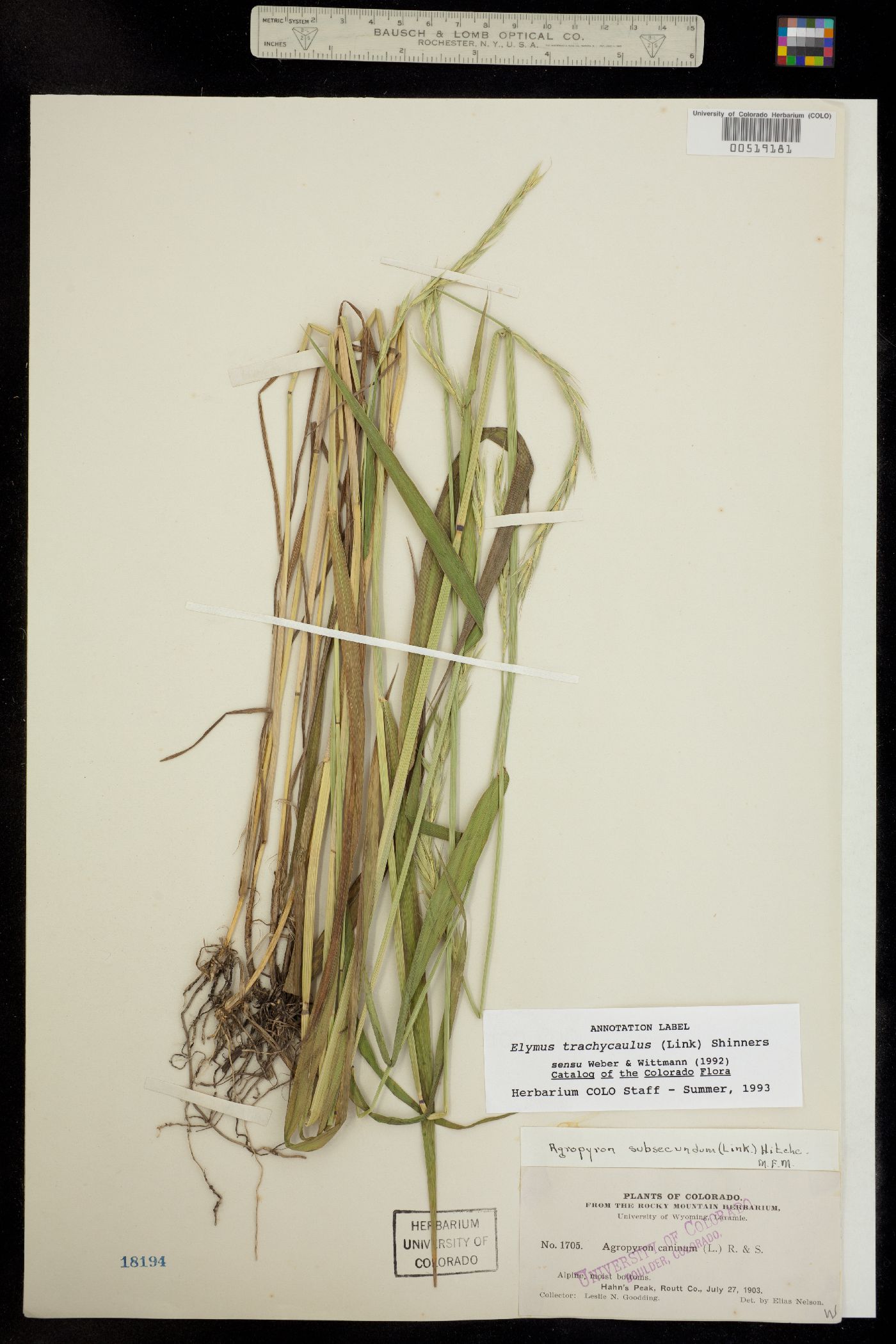 Elymus trachycaulus image