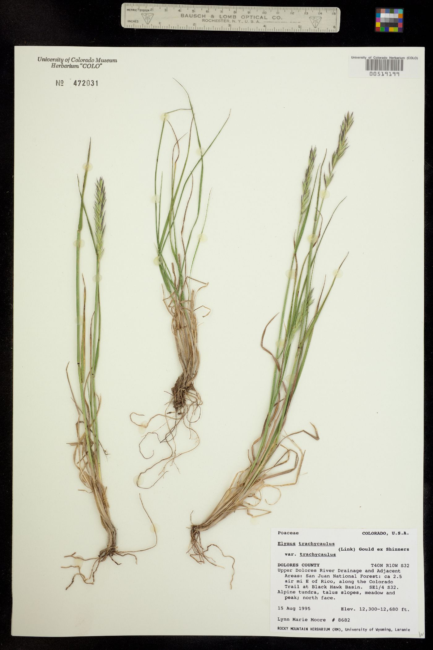 Elymus trachycaulus image