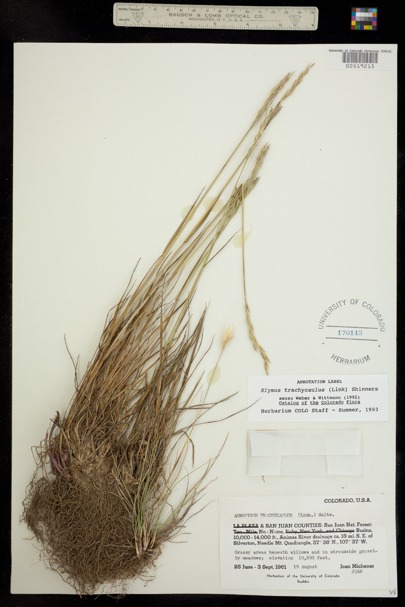 Elymus trachycaulus image