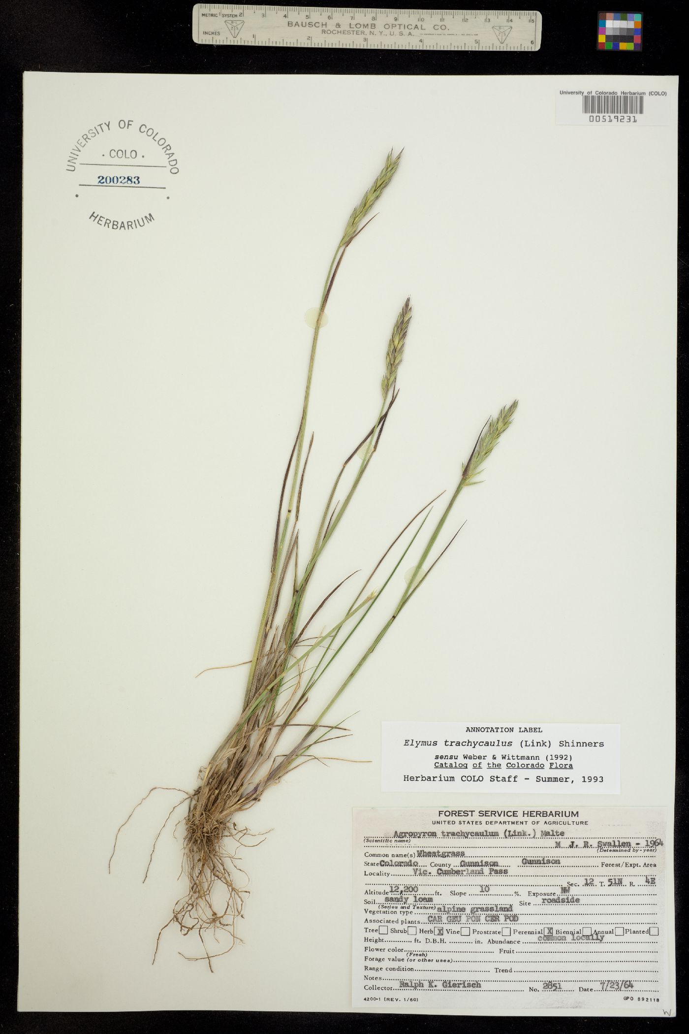 Elymus trachycaulus image