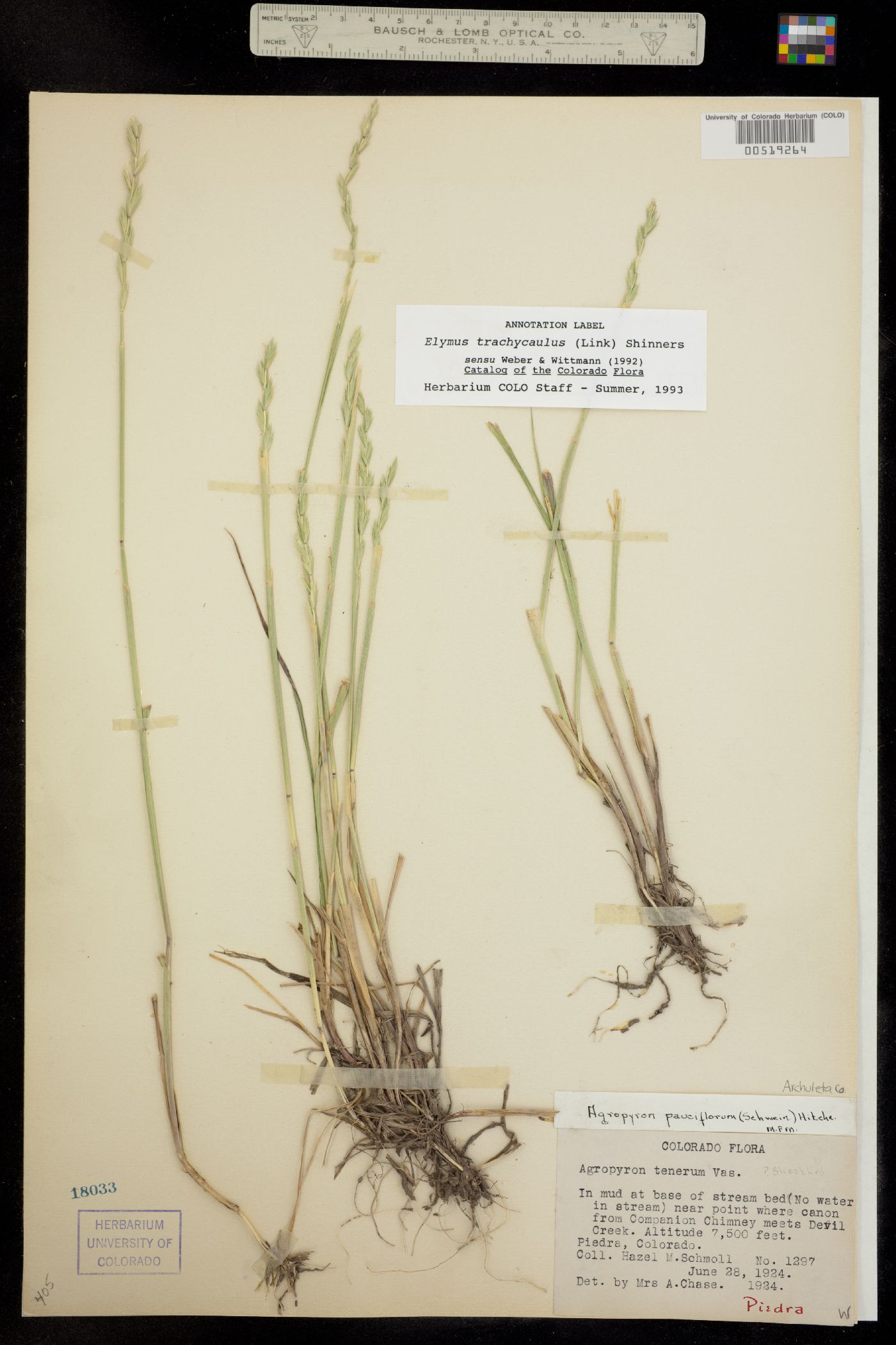 Elymus trachycaulus image