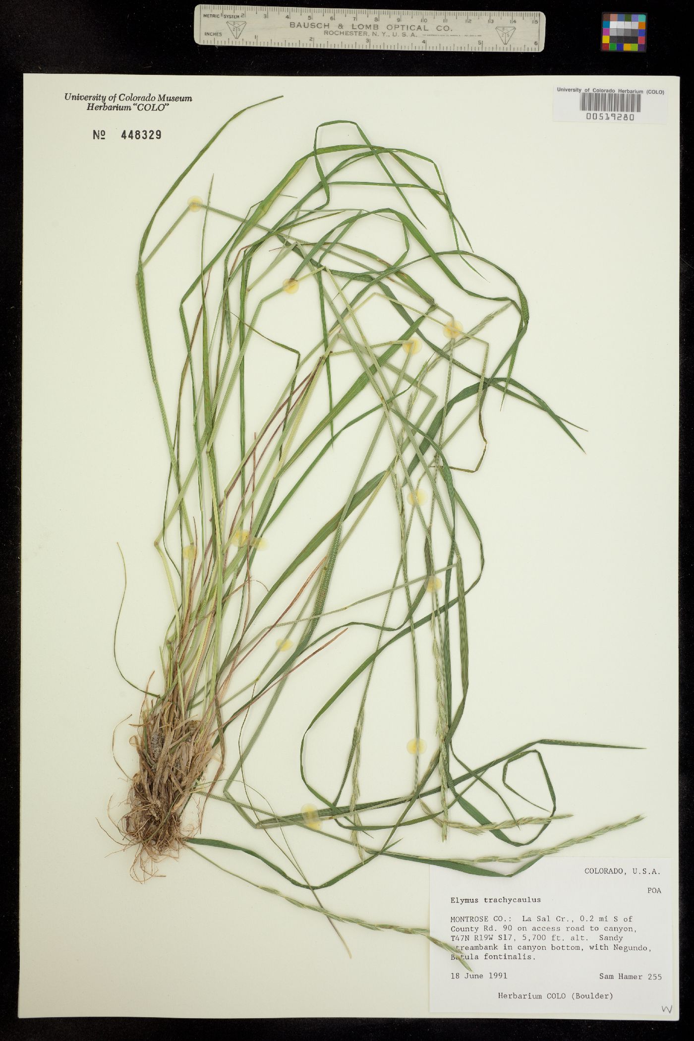 Elymus trachycaulus image