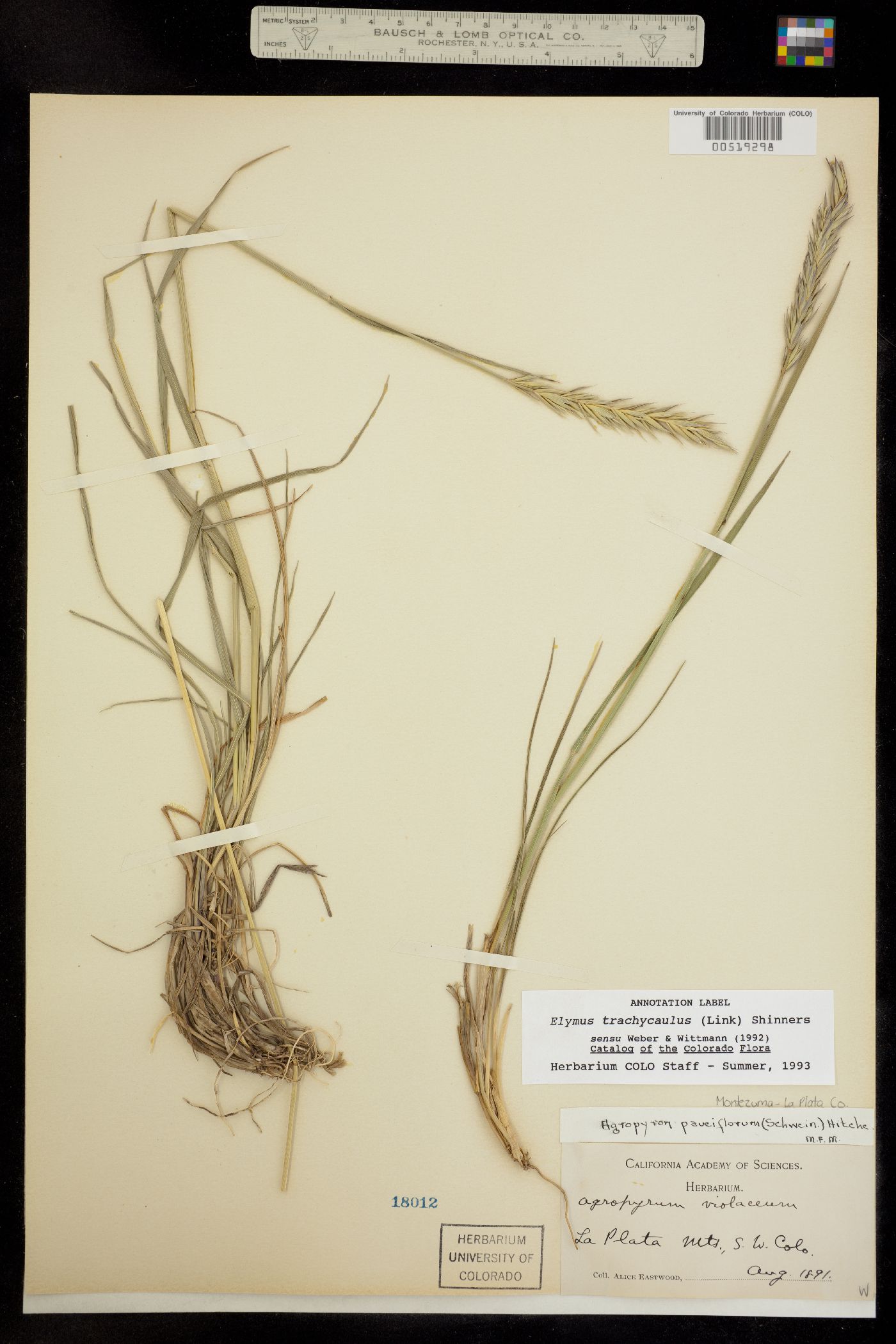 Elymus trachycaulus image