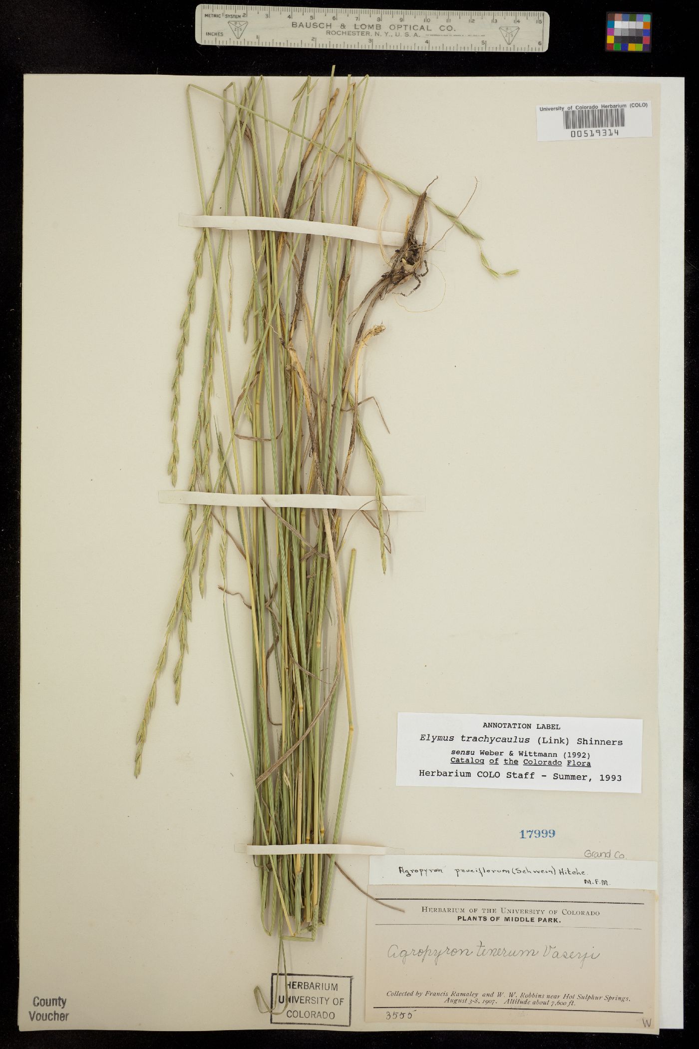 Elymus trachycaulus image