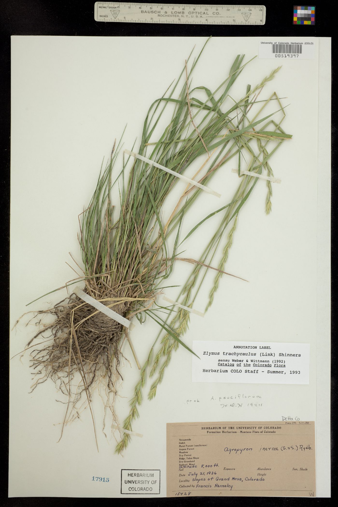 Elymus trachycaulus image