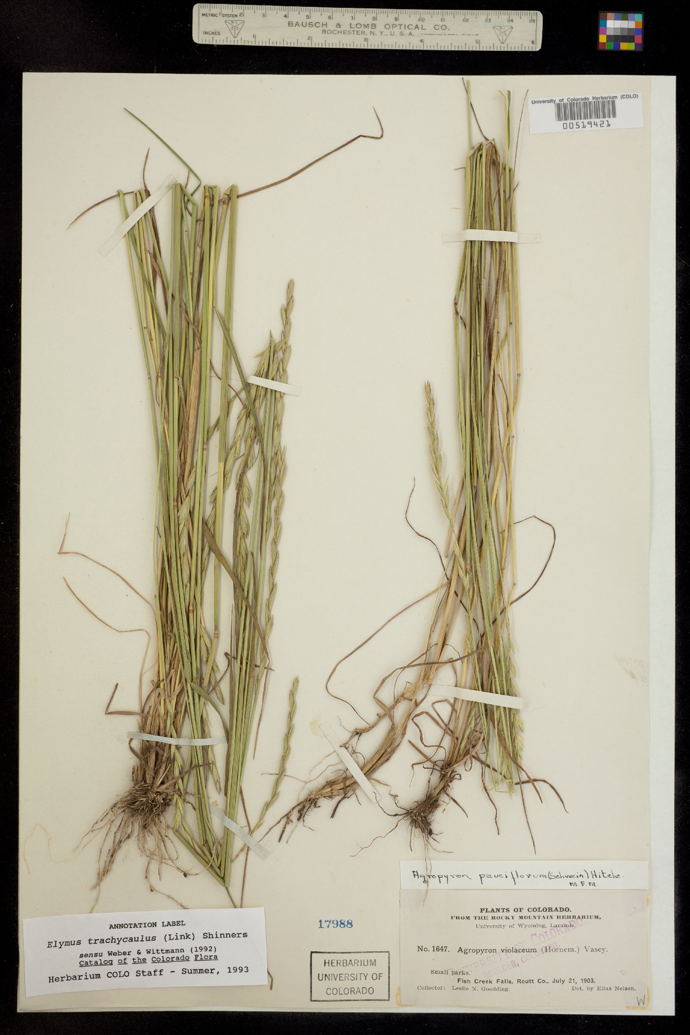 Elymus image
