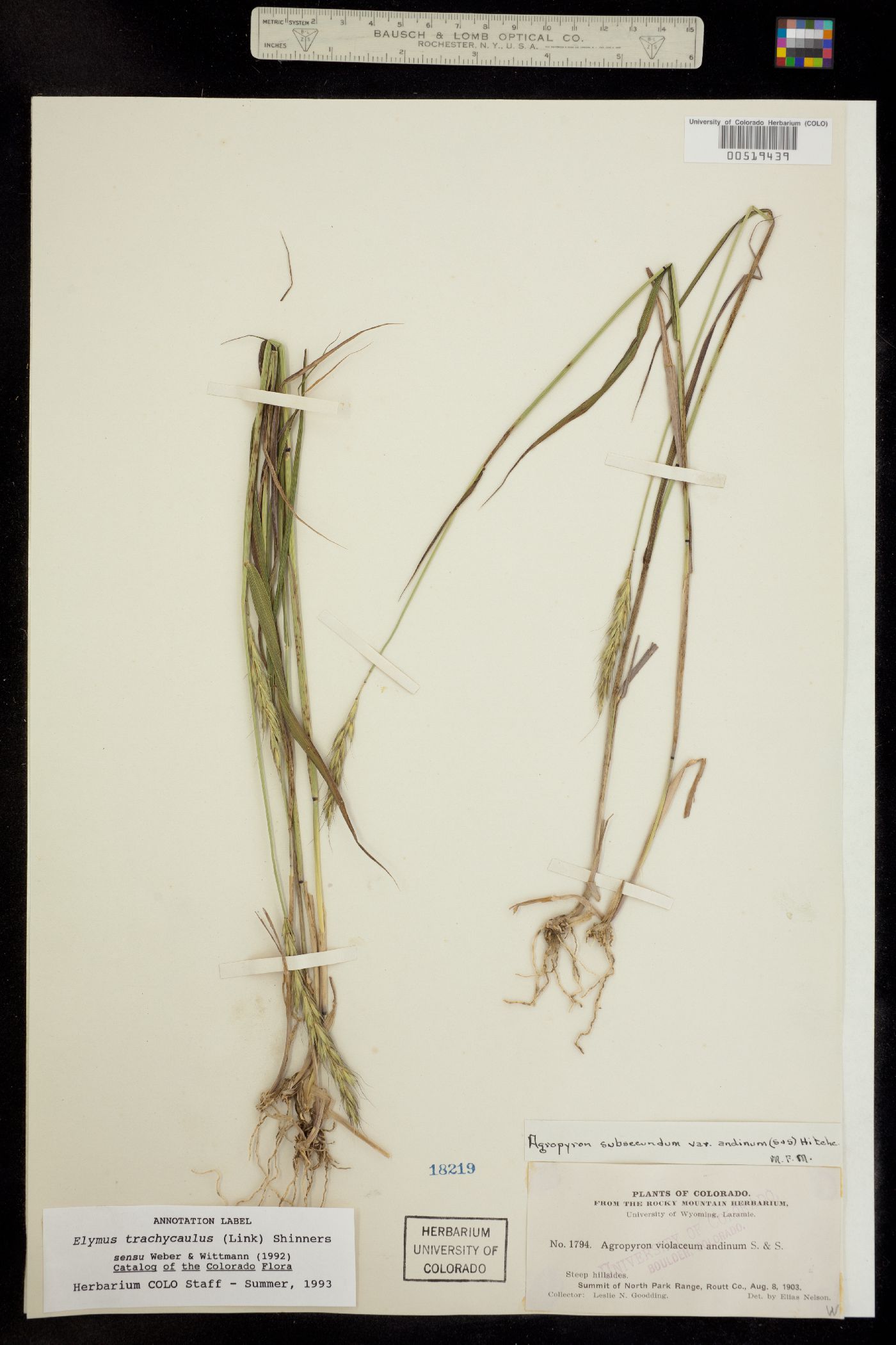 Elymus trachycaulus image