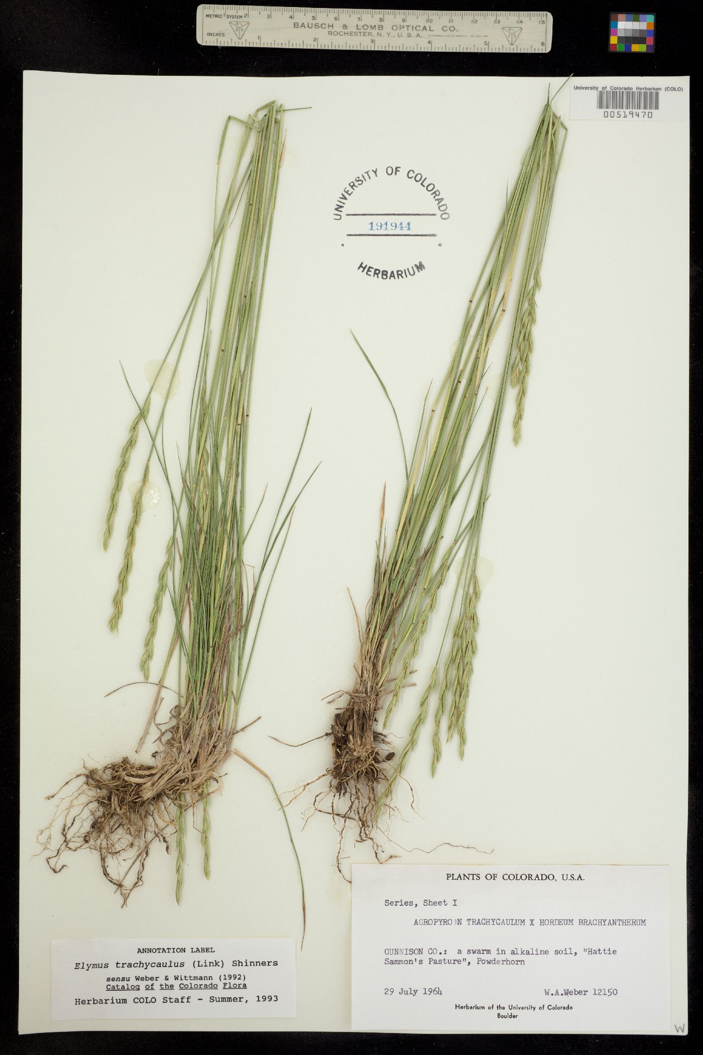 Elymus trachycaulus image