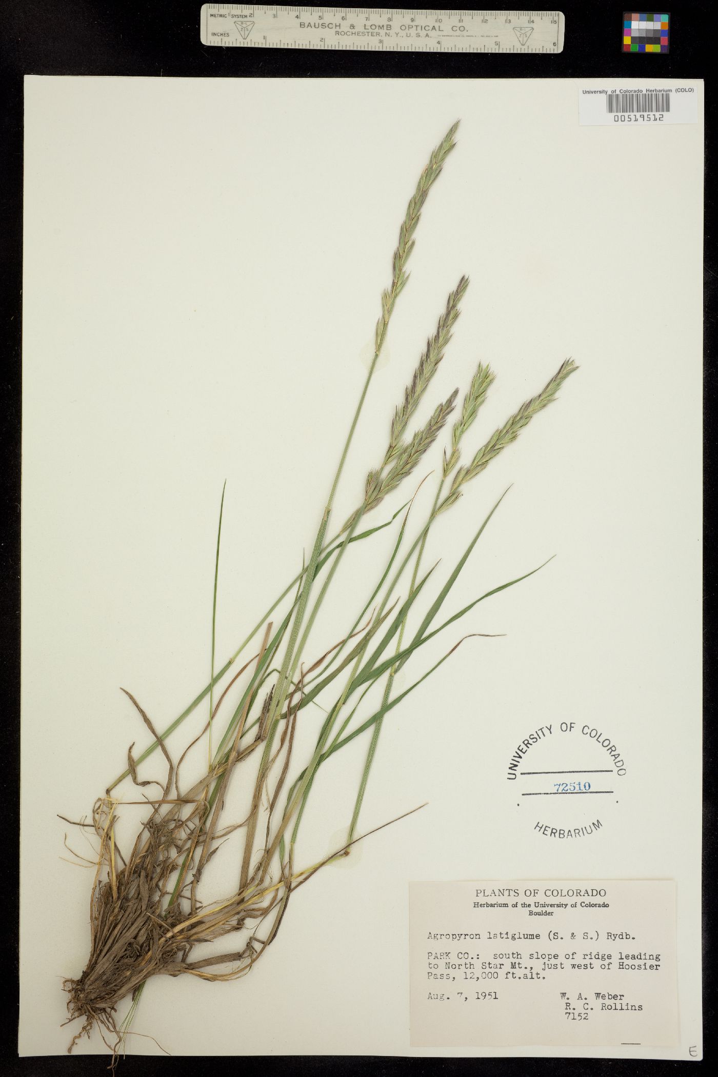 Elymus trachycaulus ssp. andinus image