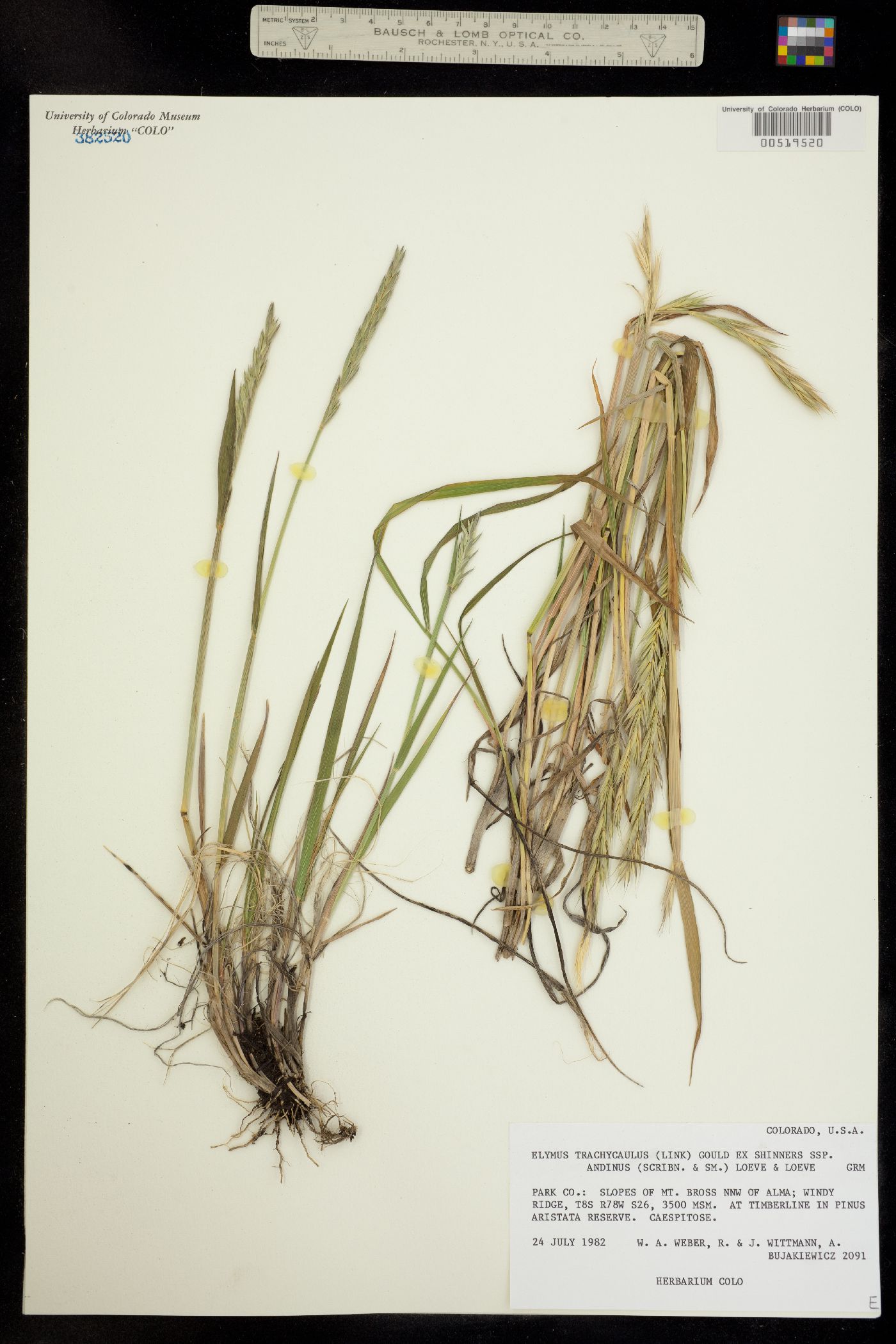 Elymus trachycaulus ssp. andinus image