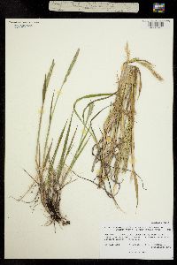 Elymus trachycaulus subsp. trachycaulus image